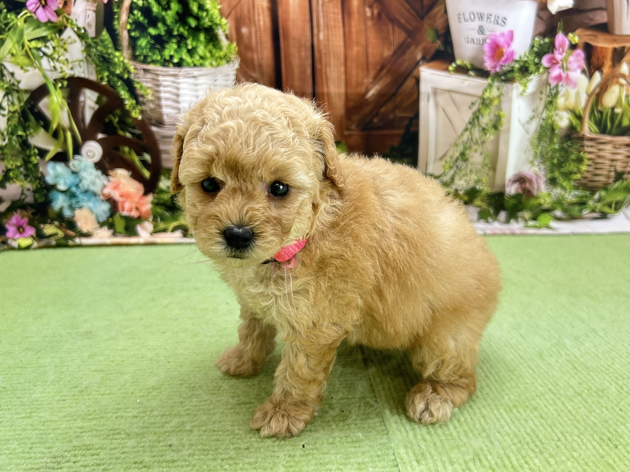 赤ちゃん写真2-2