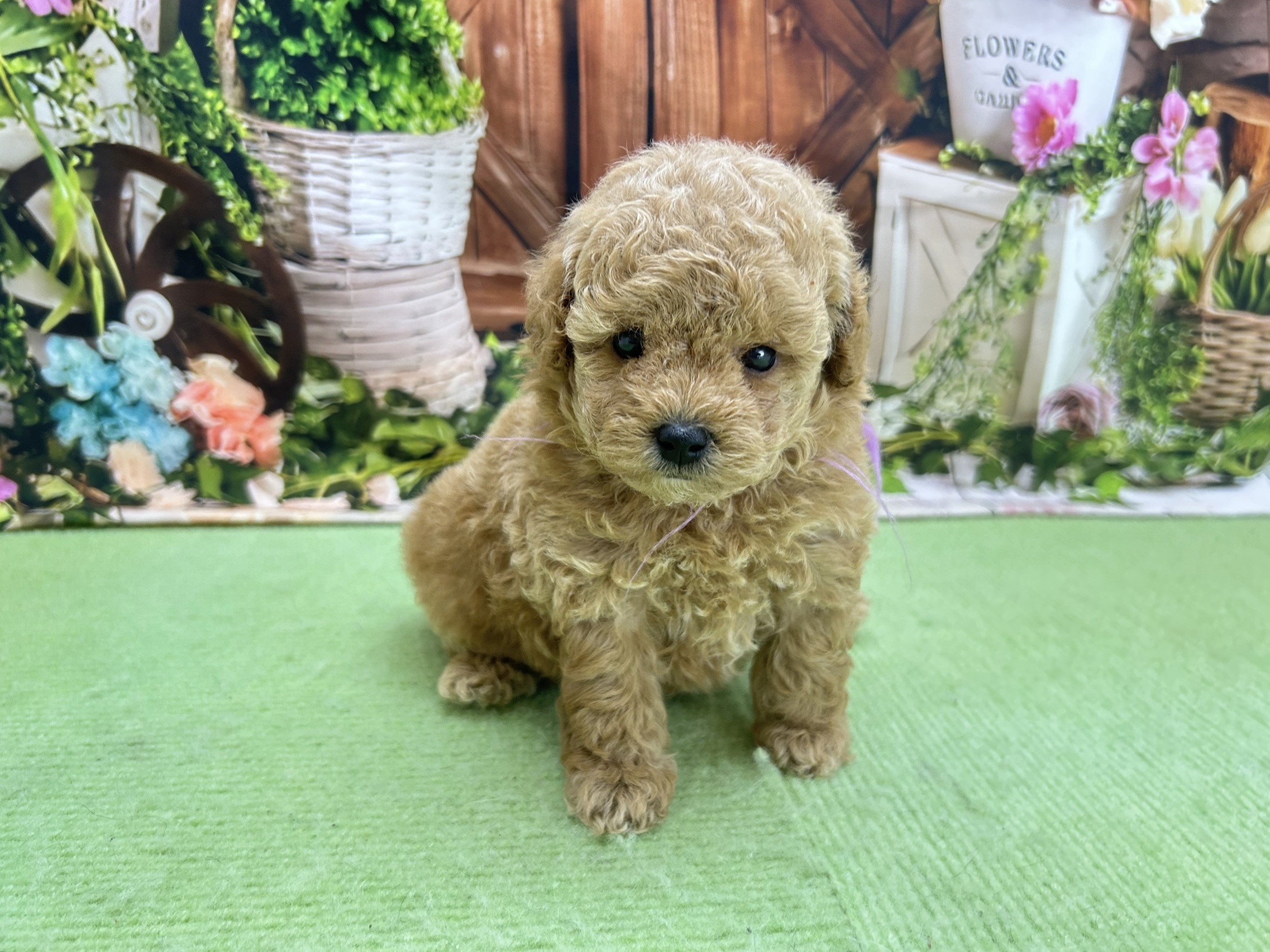 赤ちゃん写真2-1