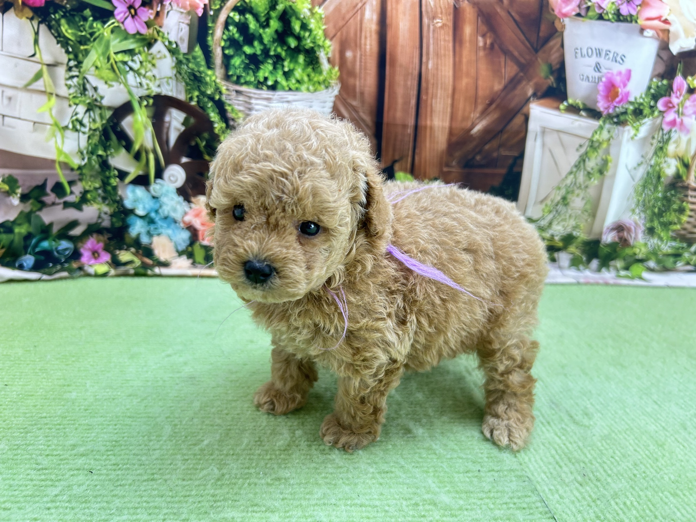 赤ちゃん写真2-2