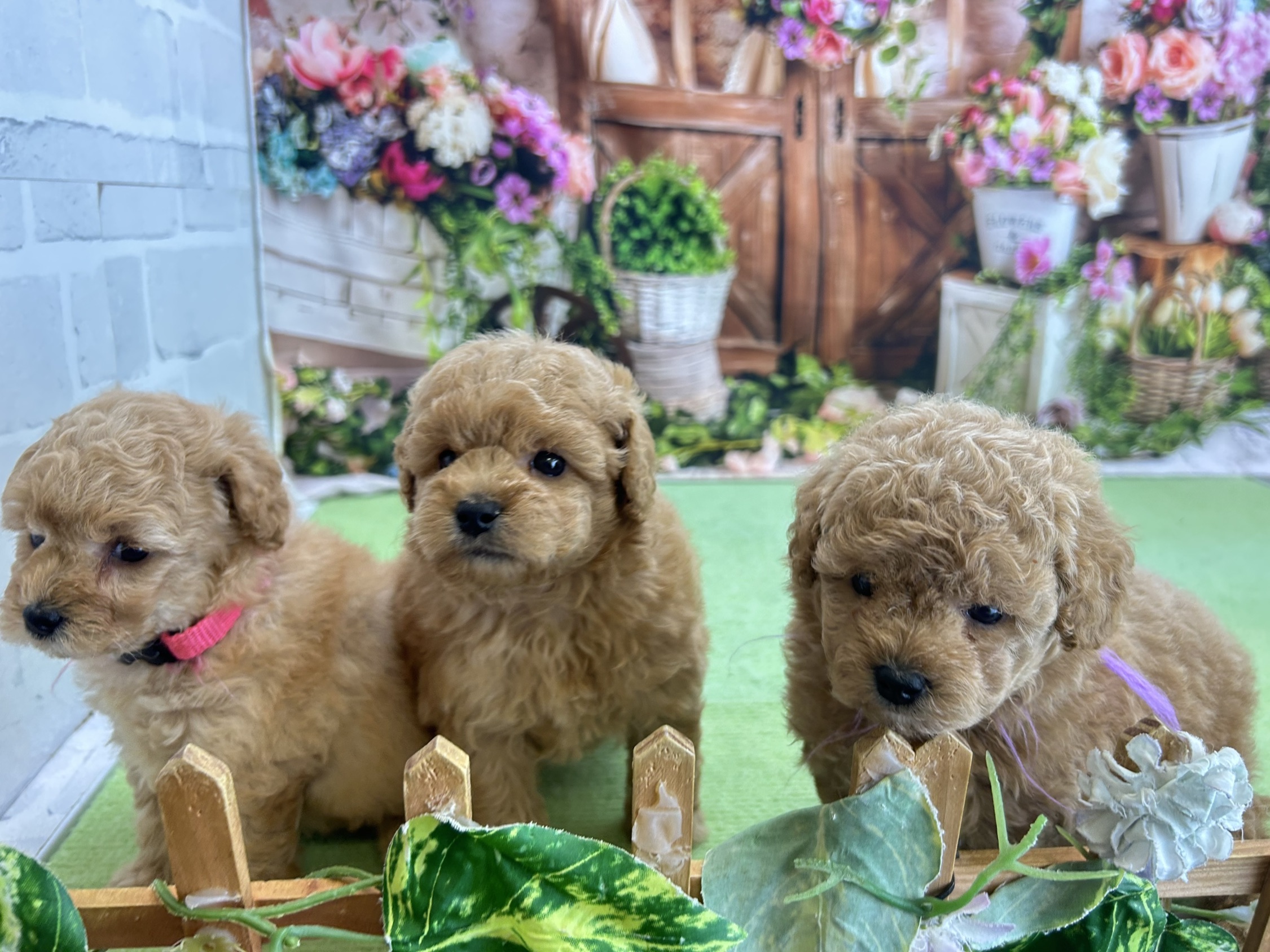 赤ちゃん写真2-3