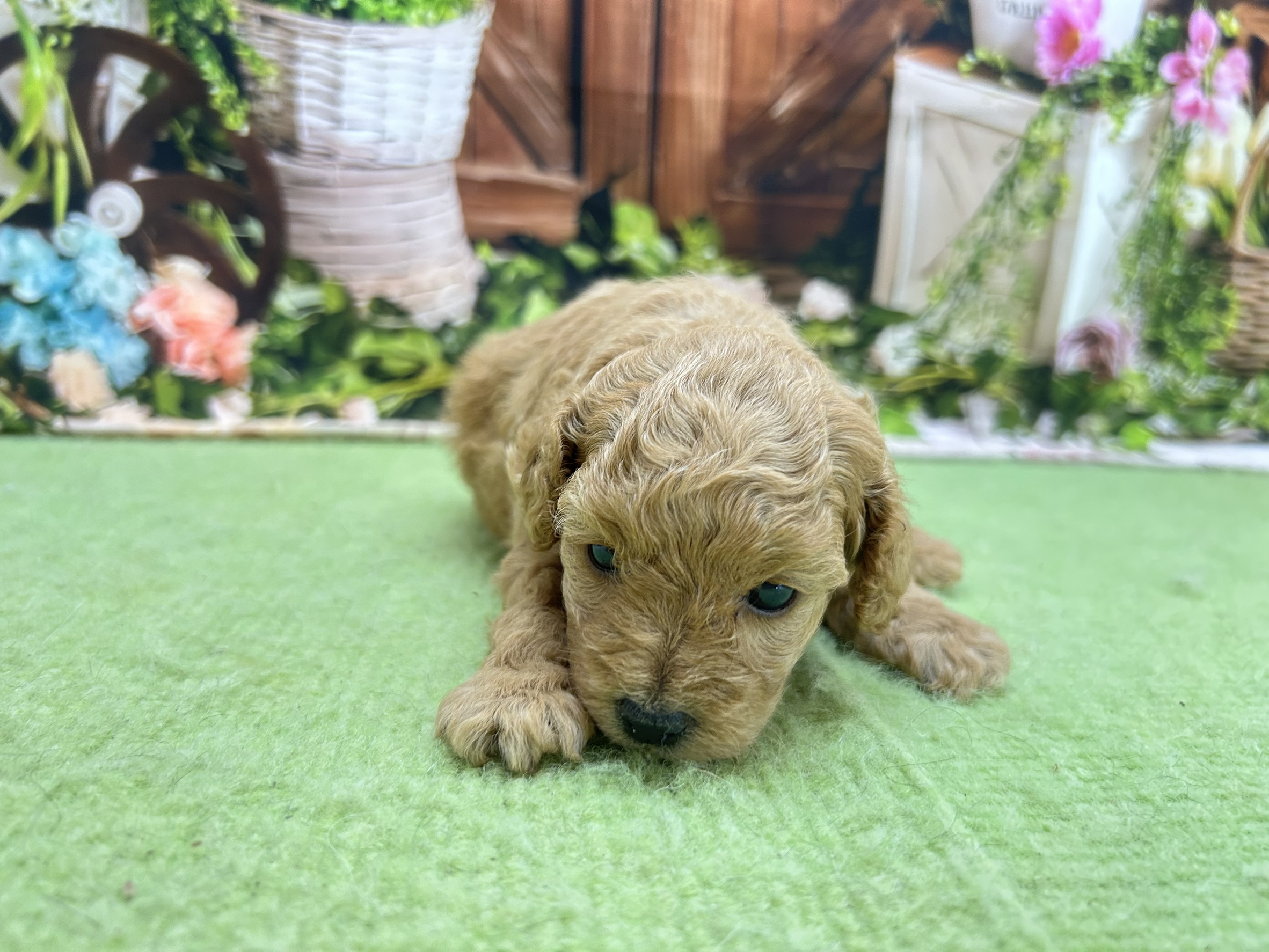赤ちゃん写真1-1