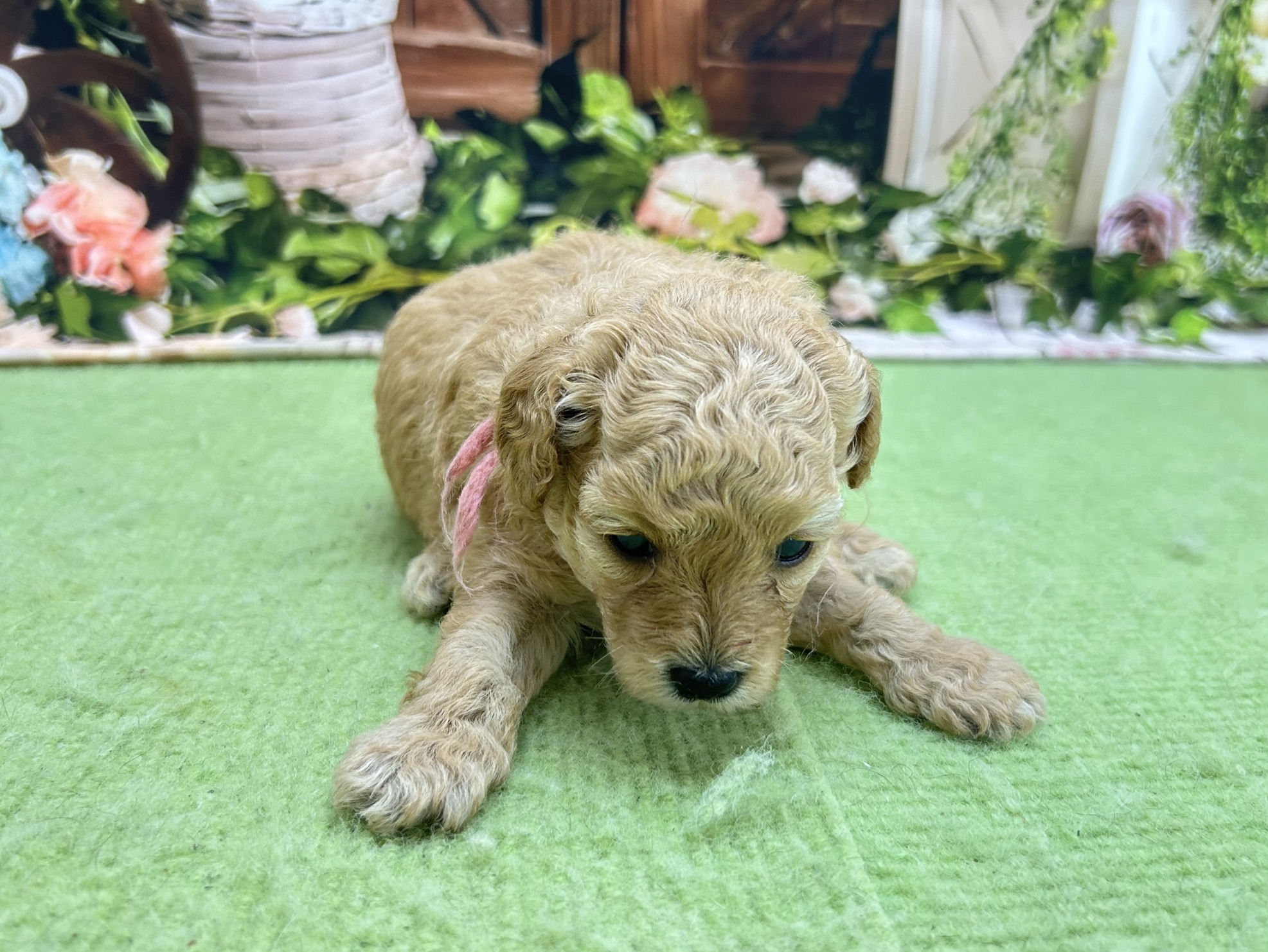 赤ちゃん写真1-1
