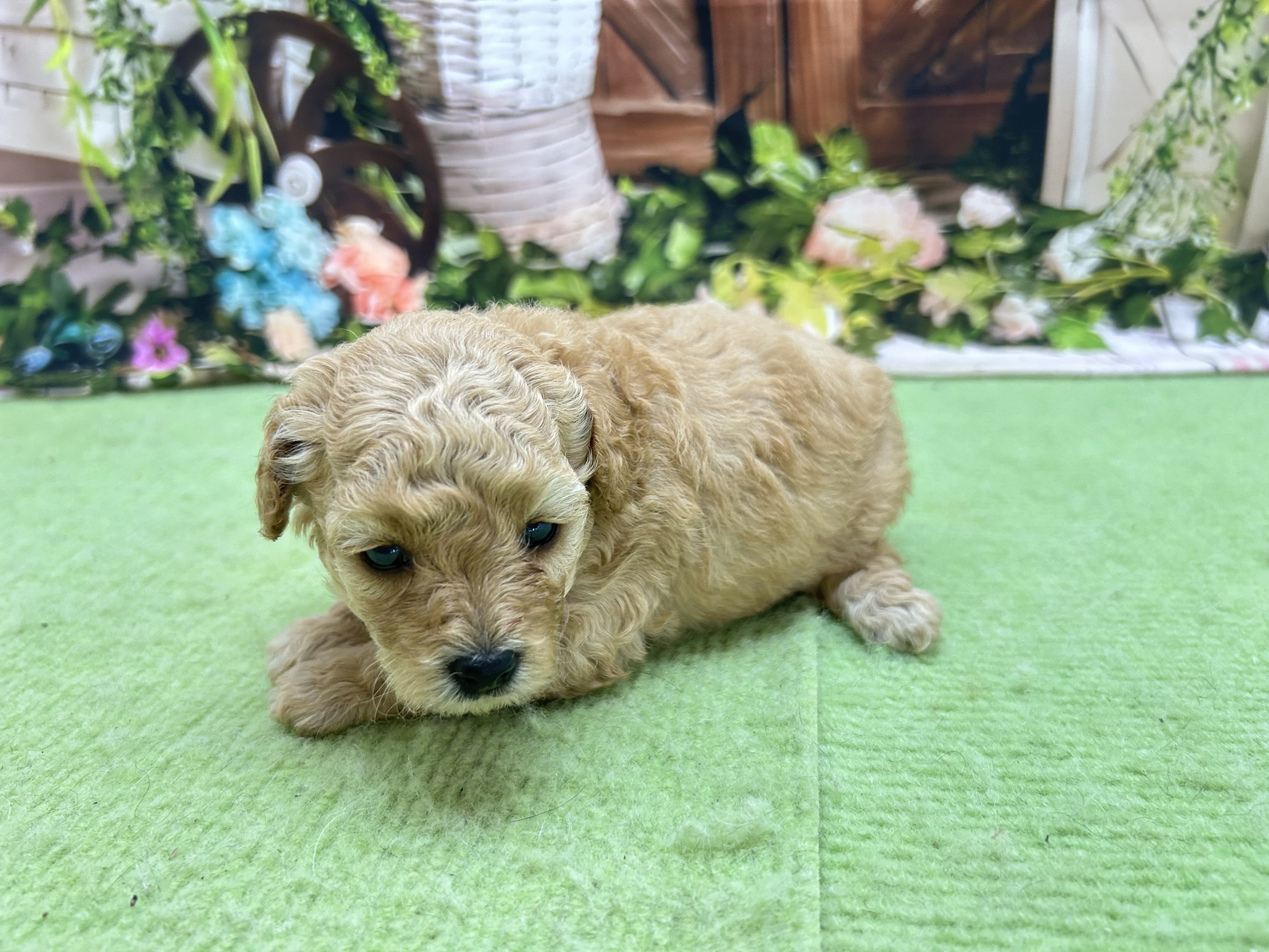 赤ちゃん写真1-2