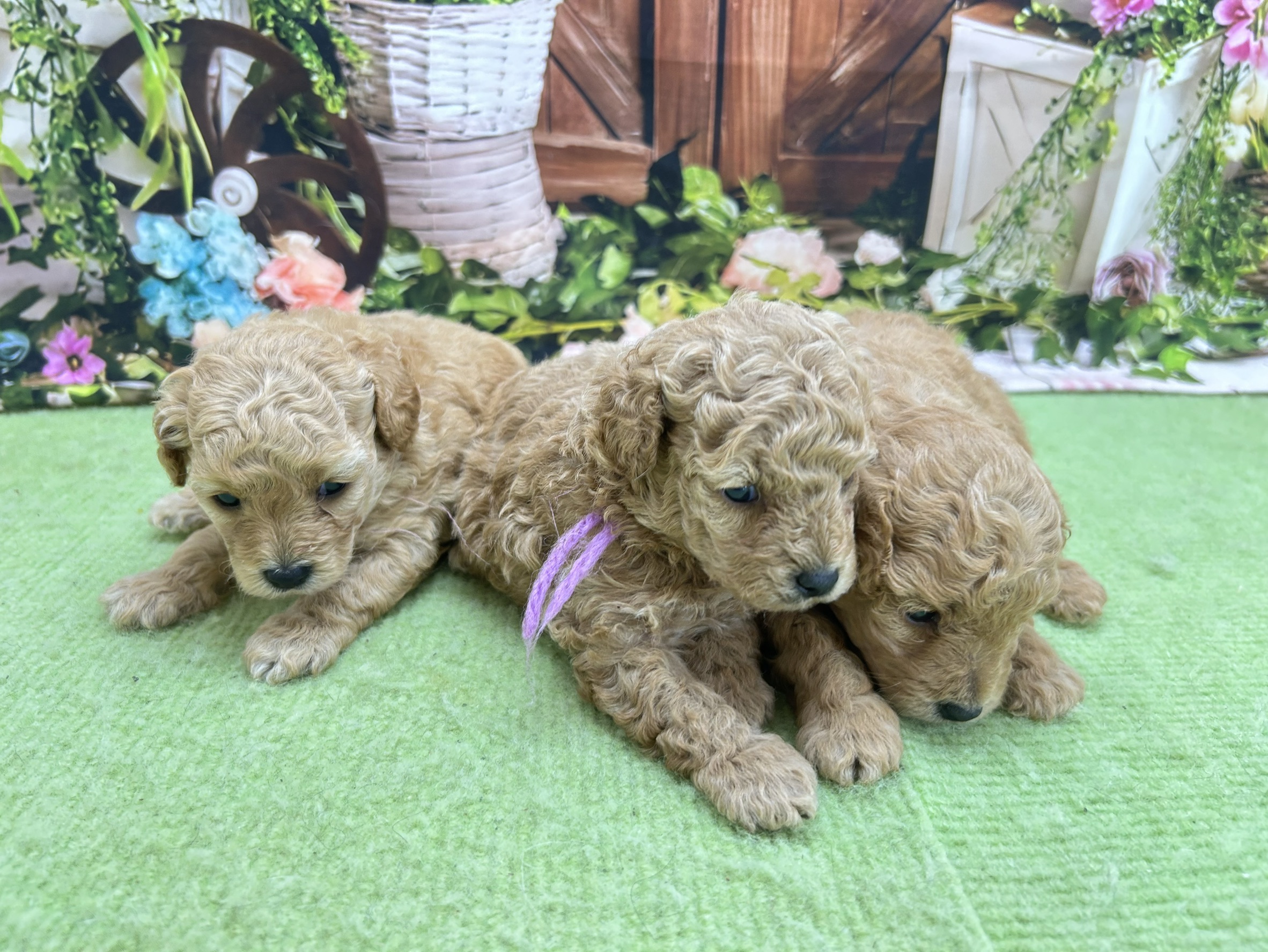 赤ちゃん写真1-3
