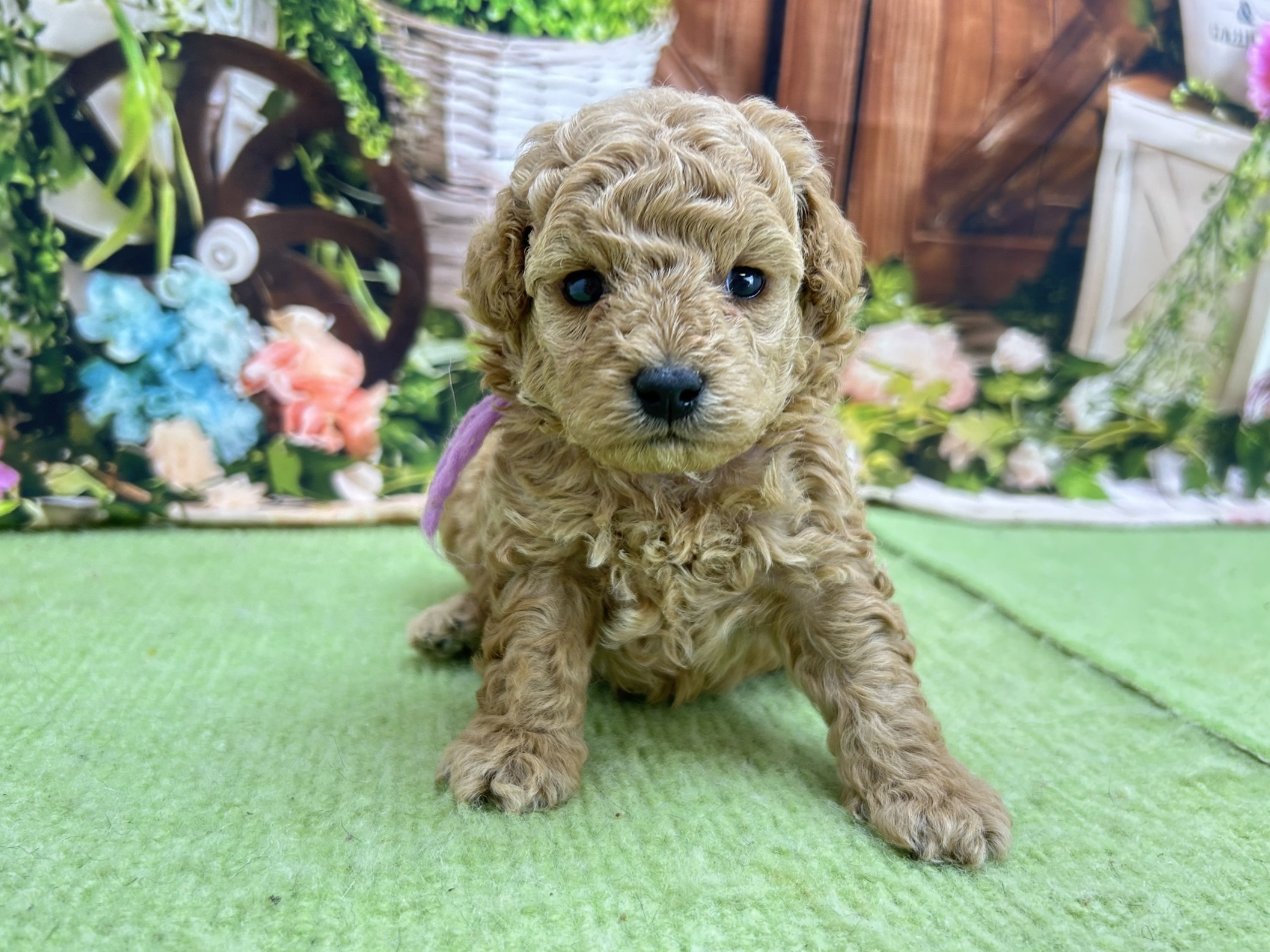 赤ちゃん写真1-1