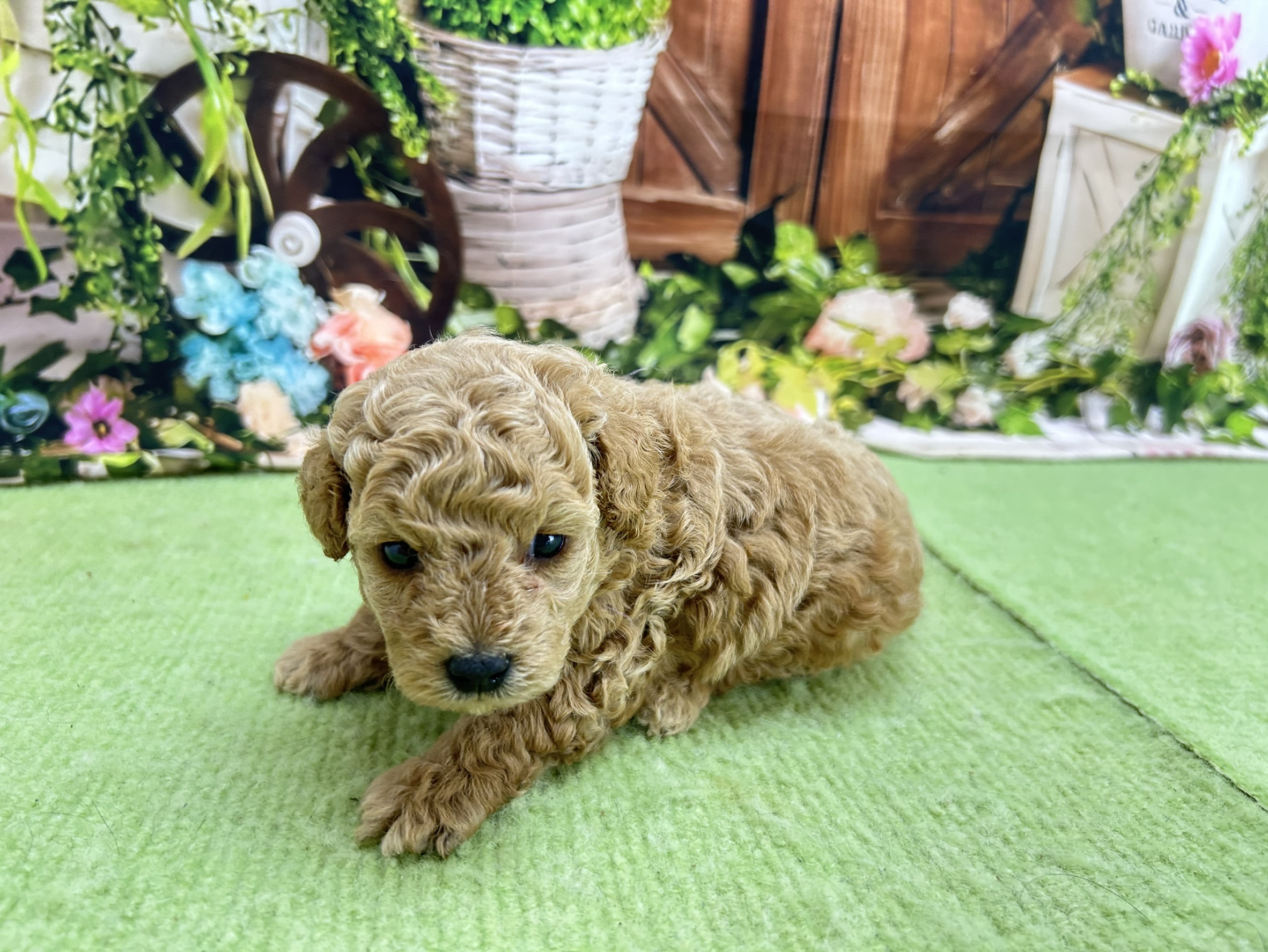 赤ちゃん写真1-2