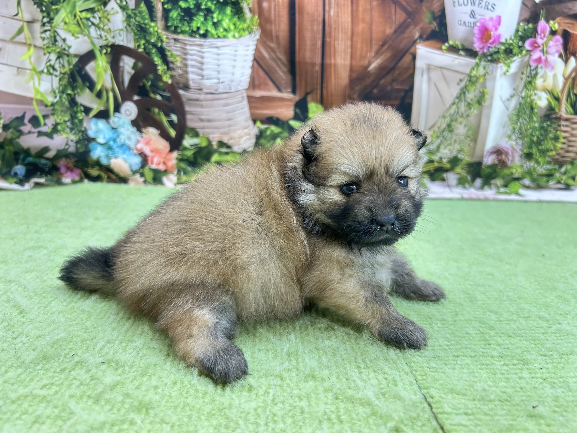 赤ちゃん写真1-2