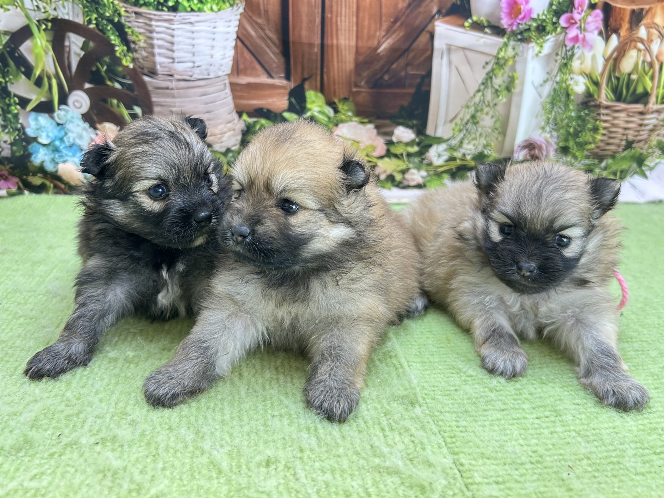 赤ちゃん写真1-3