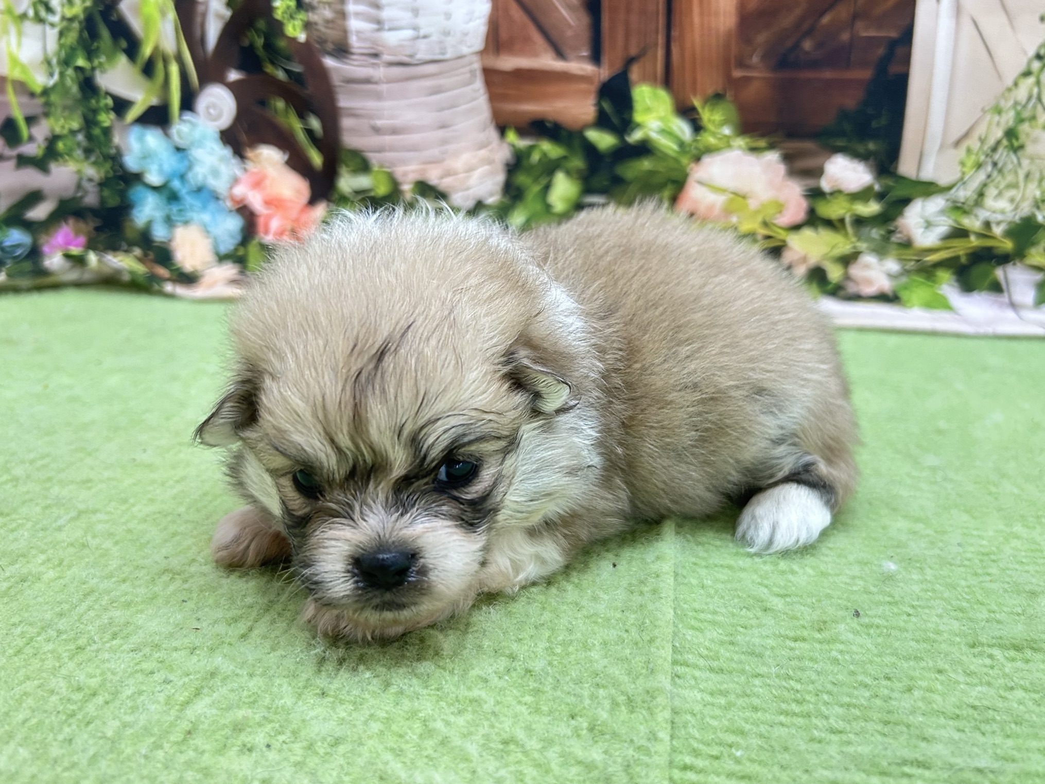 赤ちゃん写真1-2