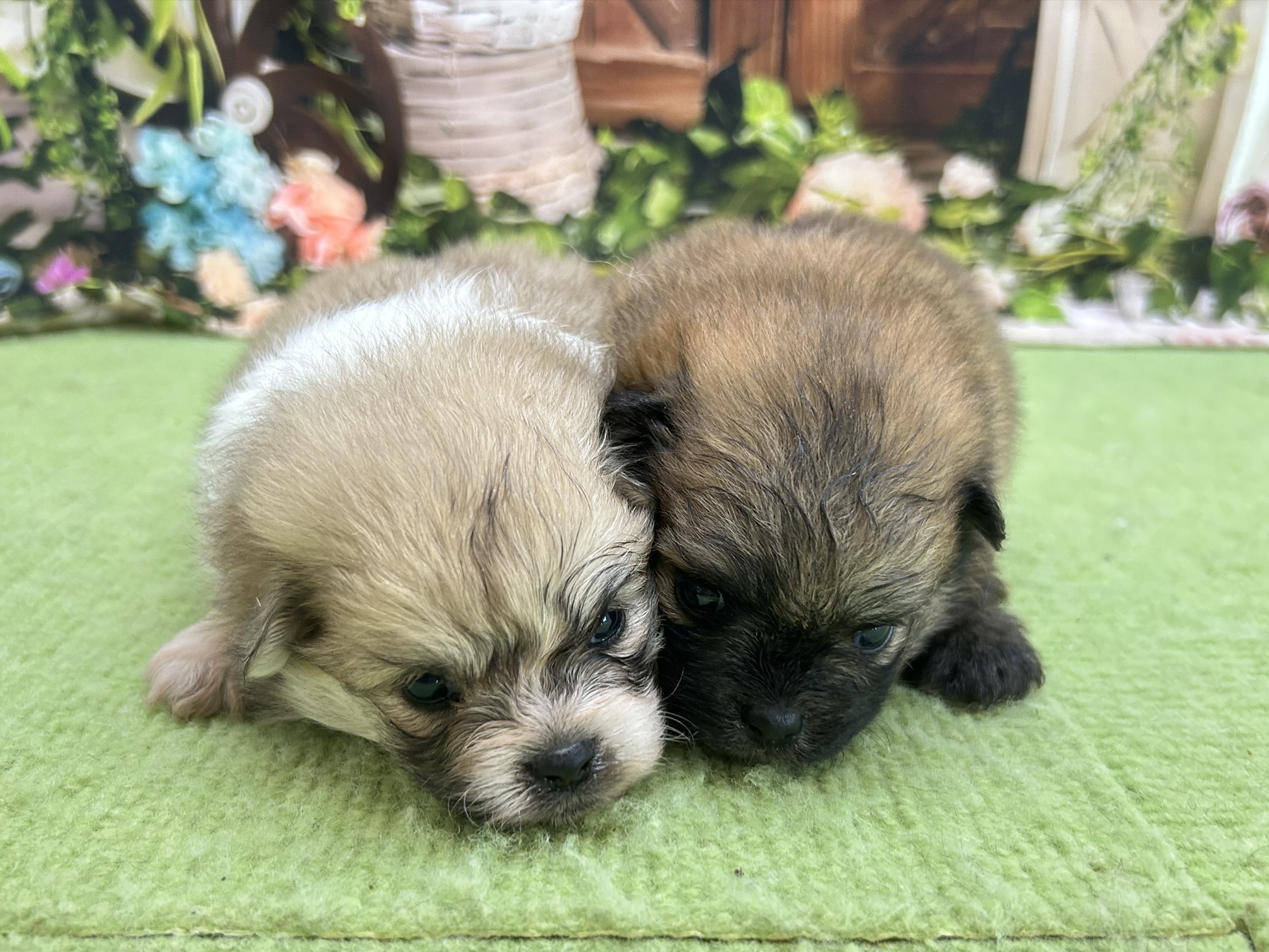 赤ちゃん写真1-3