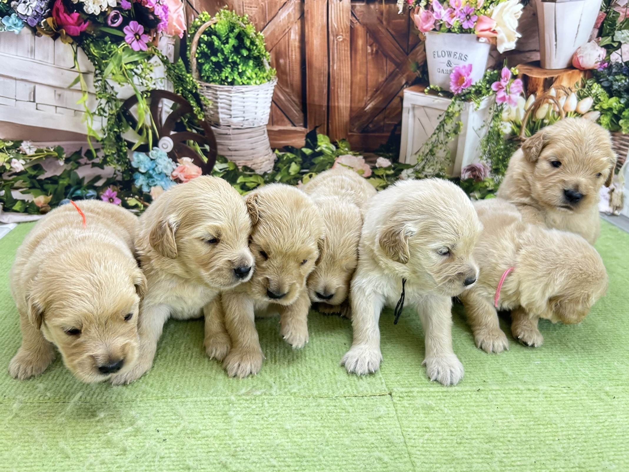 赤ちゃん写真1-3