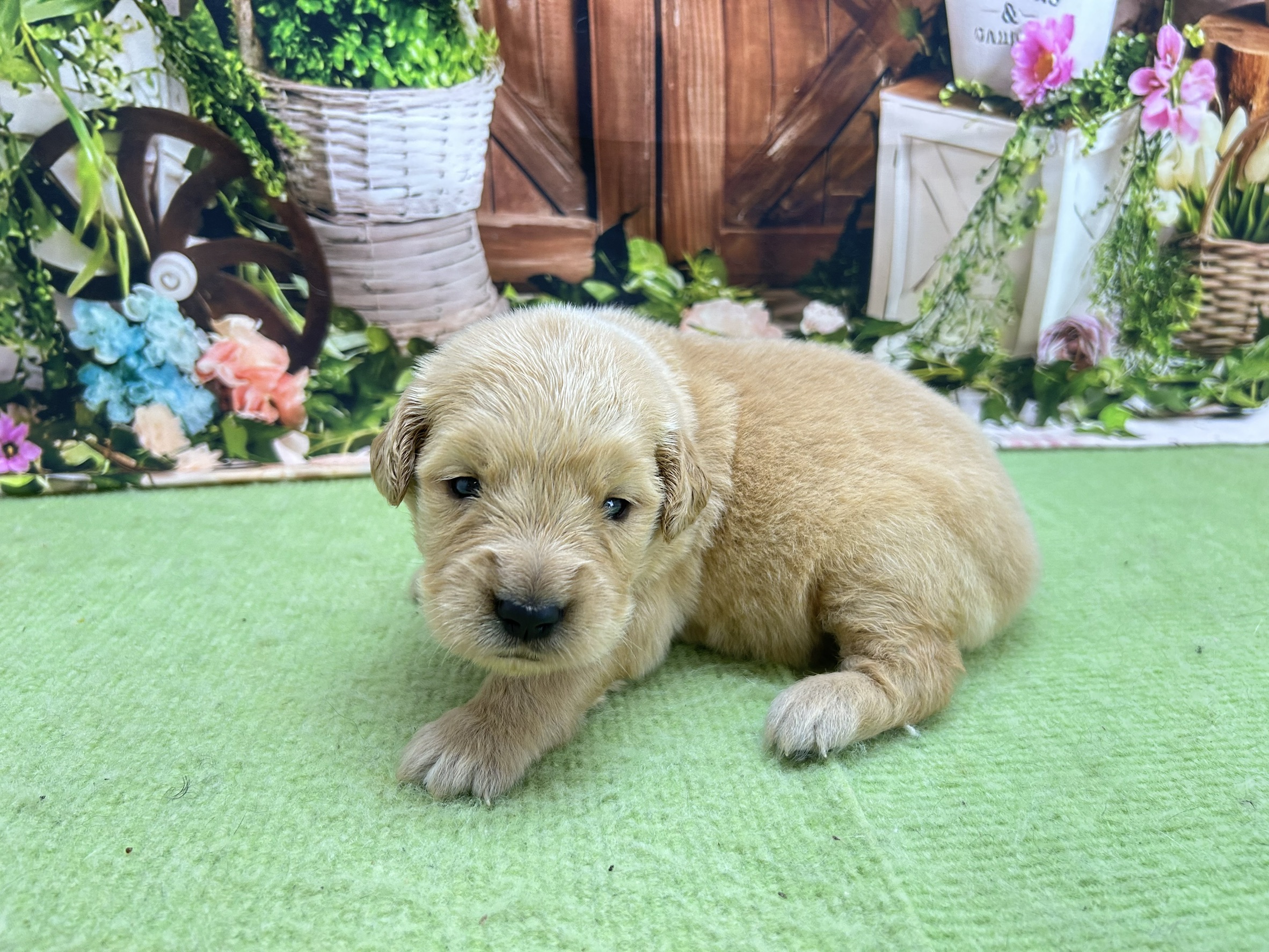 赤ちゃん写真1-2