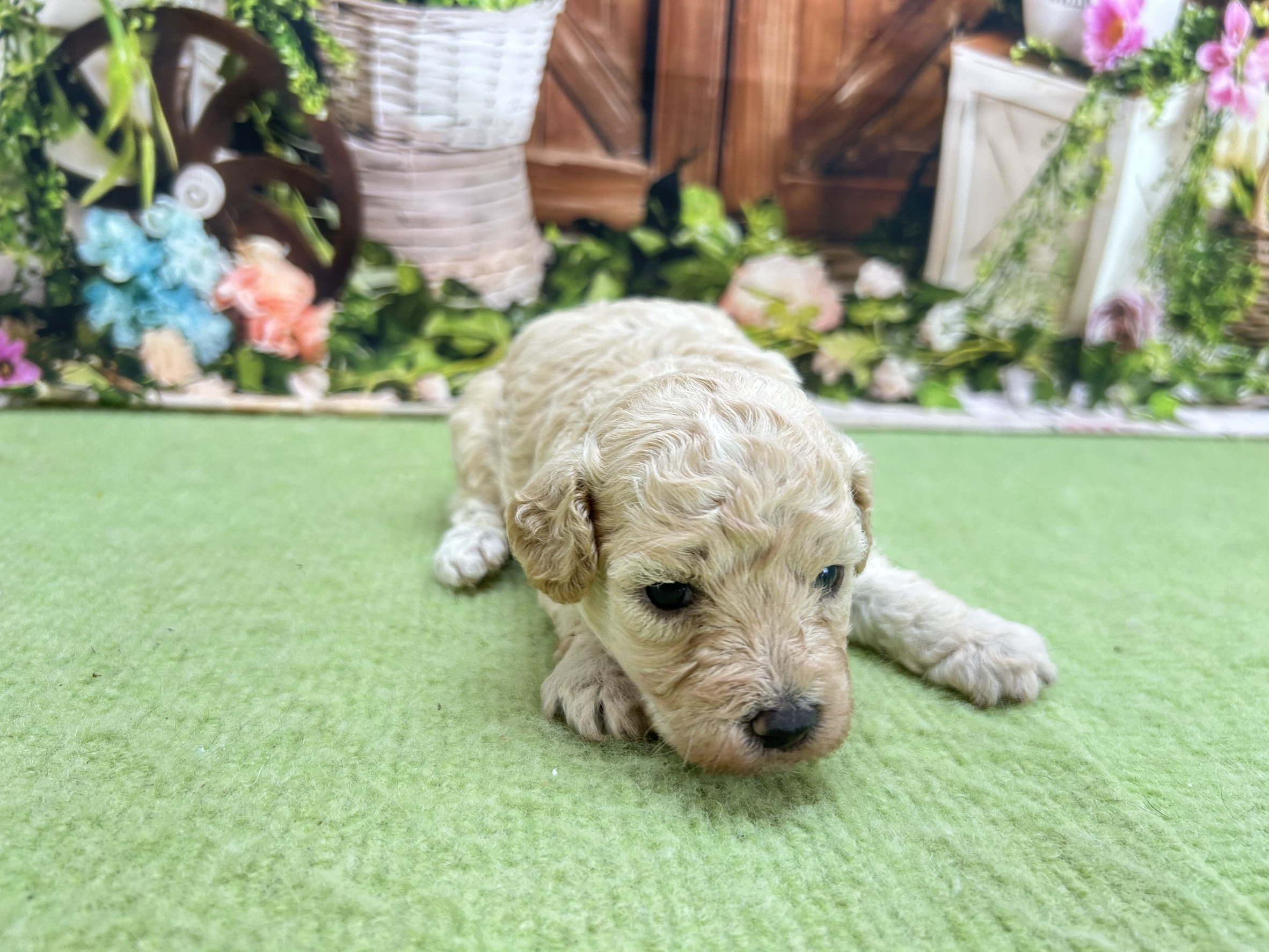 赤ちゃん写真1-1