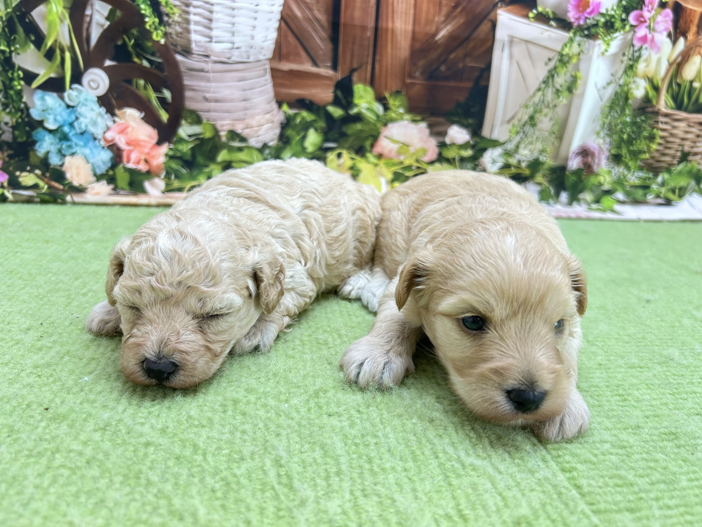 赤ちゃん写真1-3