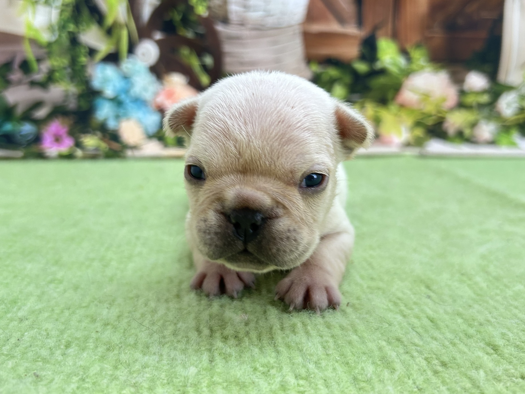 赤ちゃん写真1-1