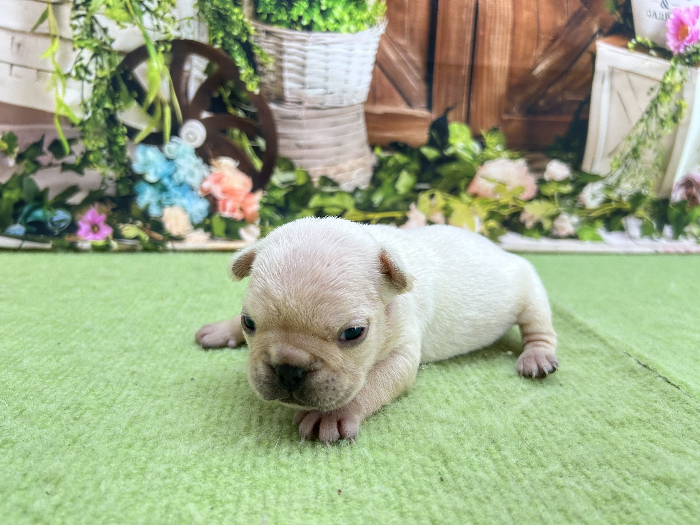 赤ちゃん写真1-2