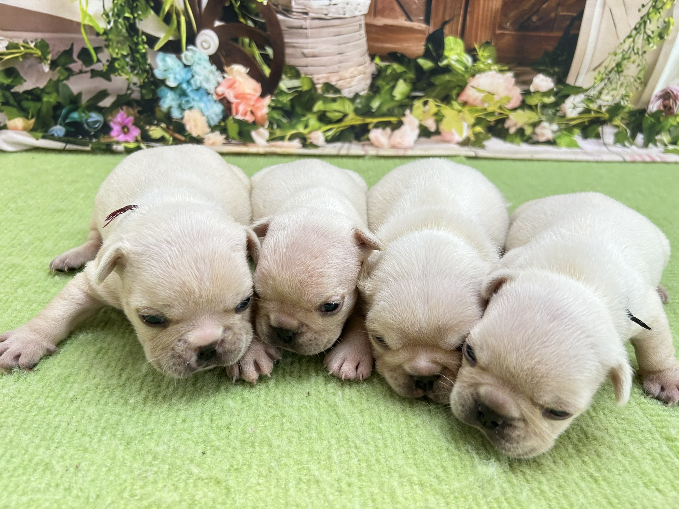 赤ちゃん写真1-3