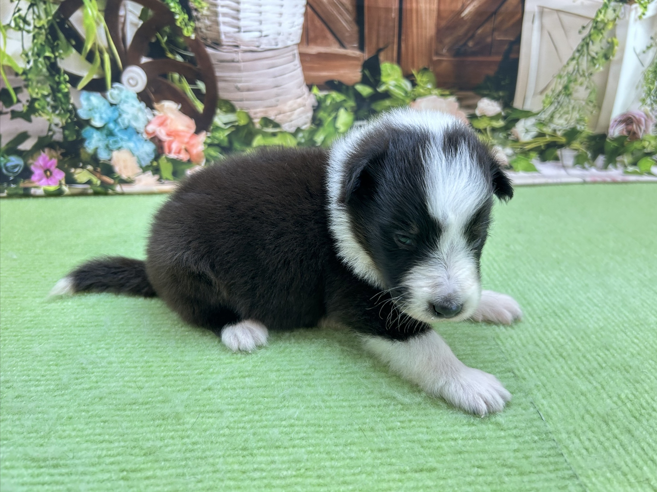 赤ちゃん写真1-2