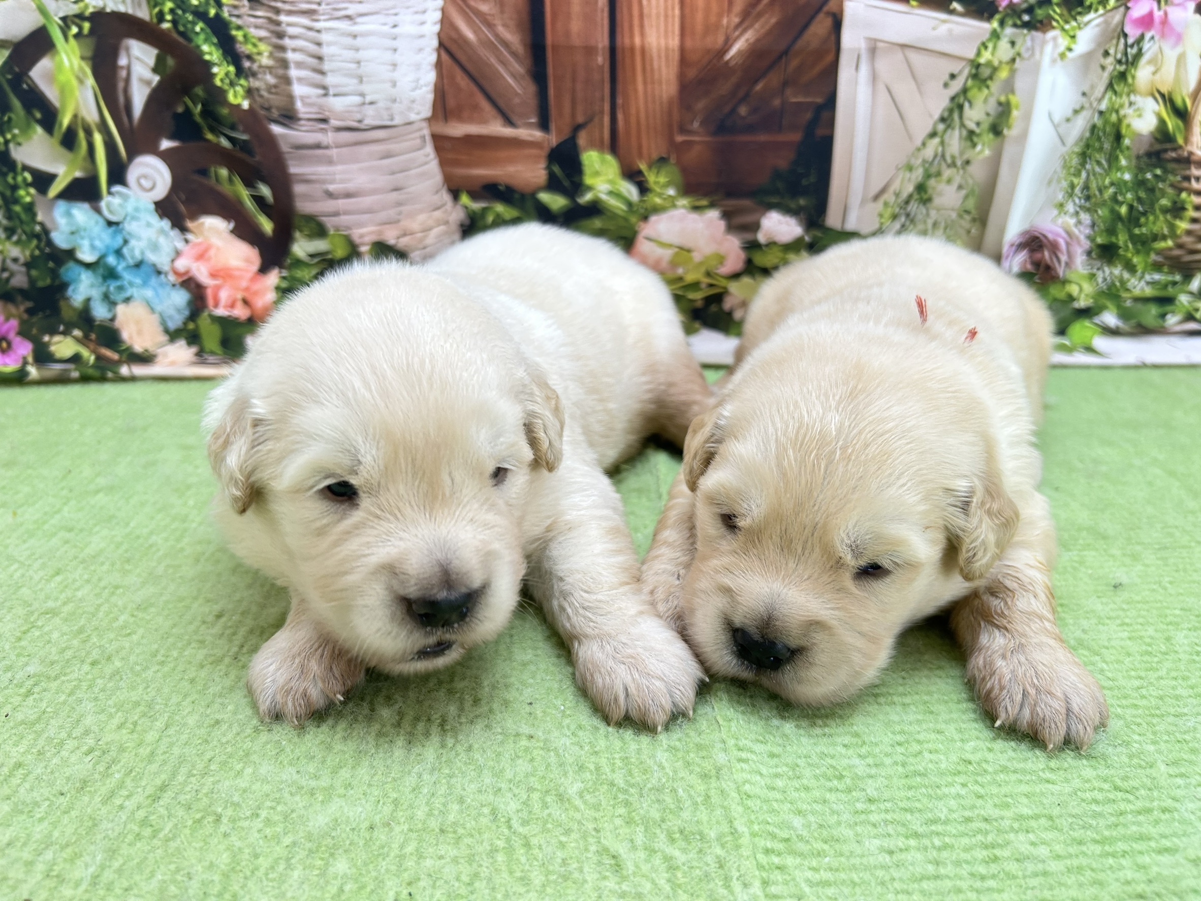 赤ちゃん写真1-3
