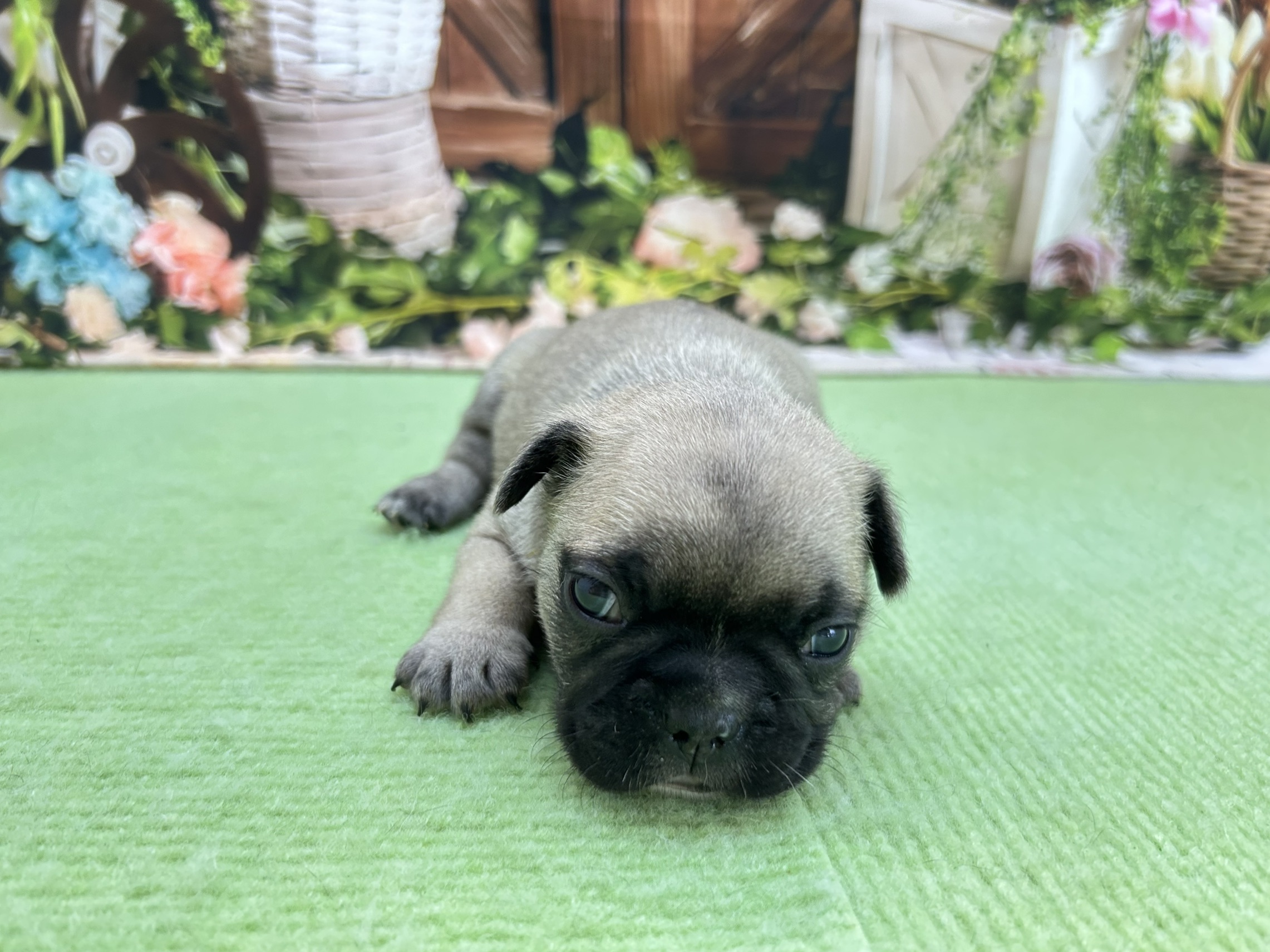 赤ちゃん写真1-1