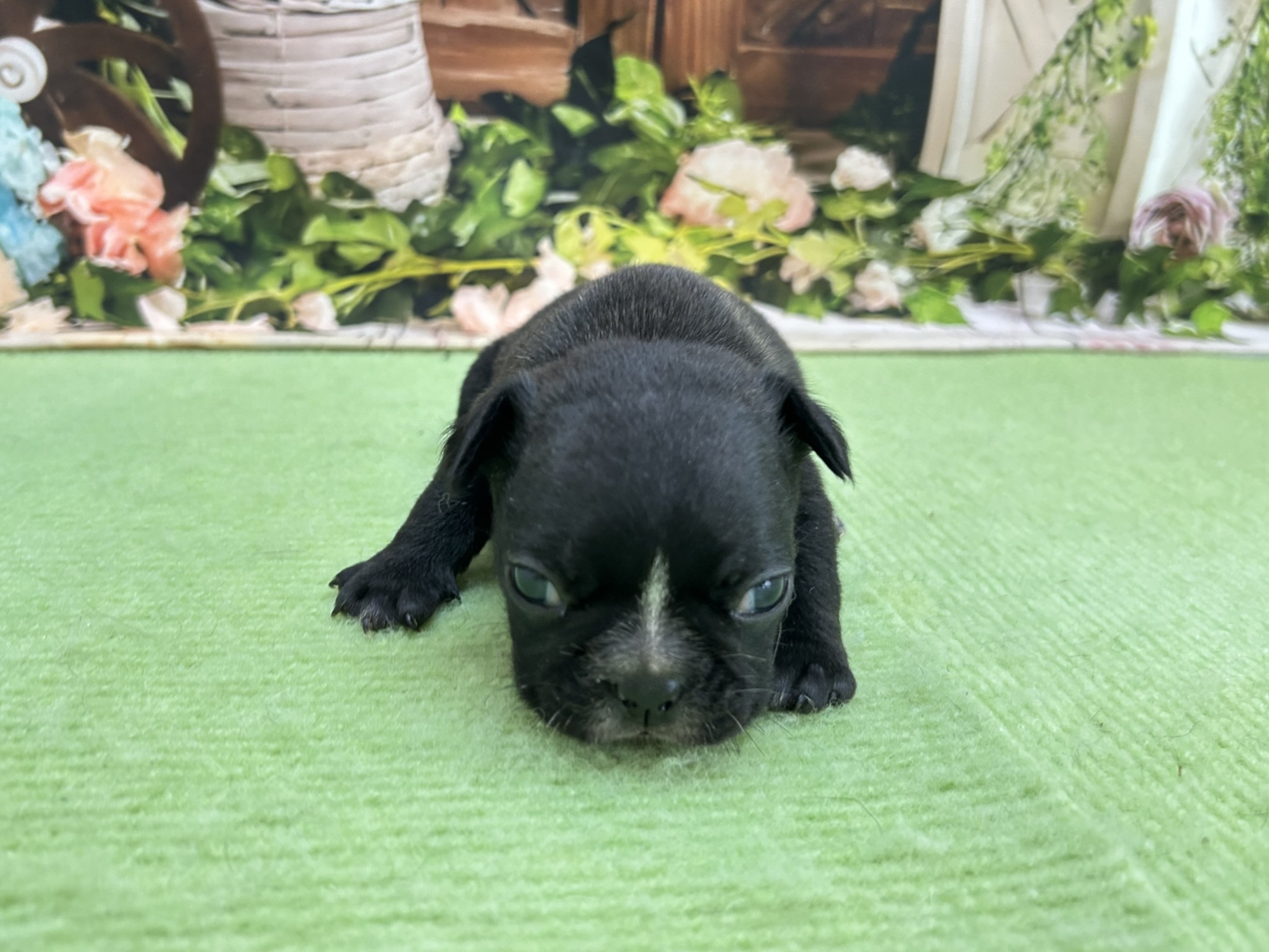 赤ちゃん写真1-1