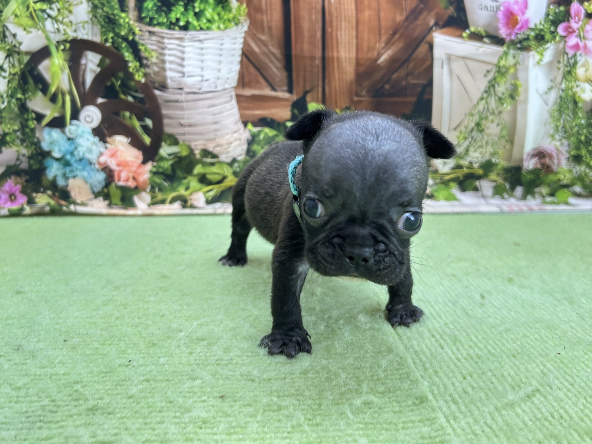 フレンチブルドッグ