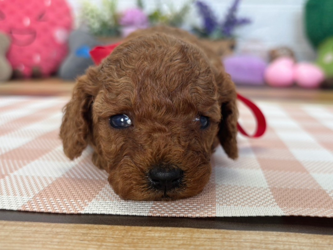 赤ちゃん写真2-1