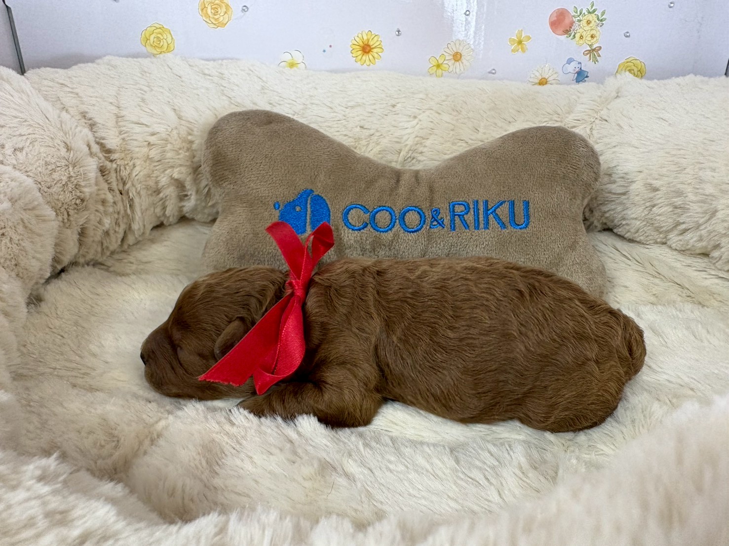 赤ちゃん写真1-2
