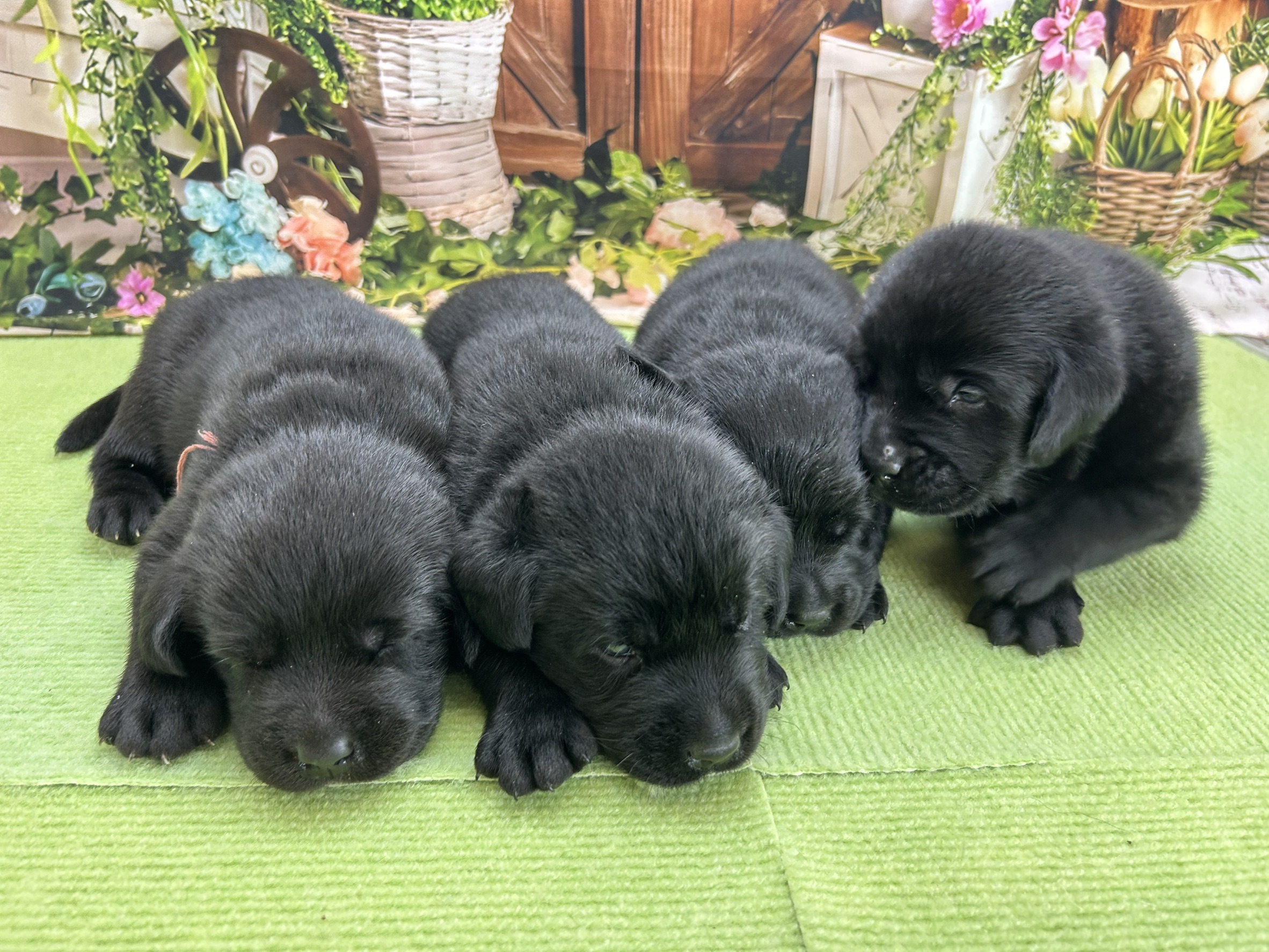 赤ちゃん写真1-3