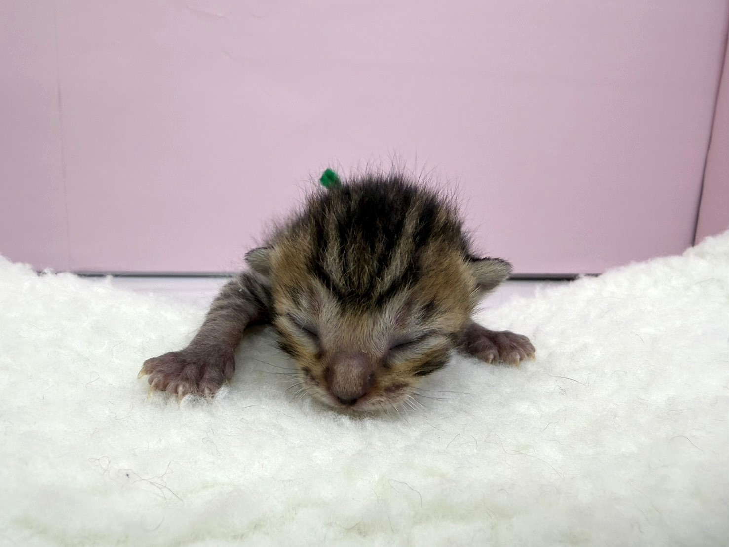 赤ちゃん写真1-1