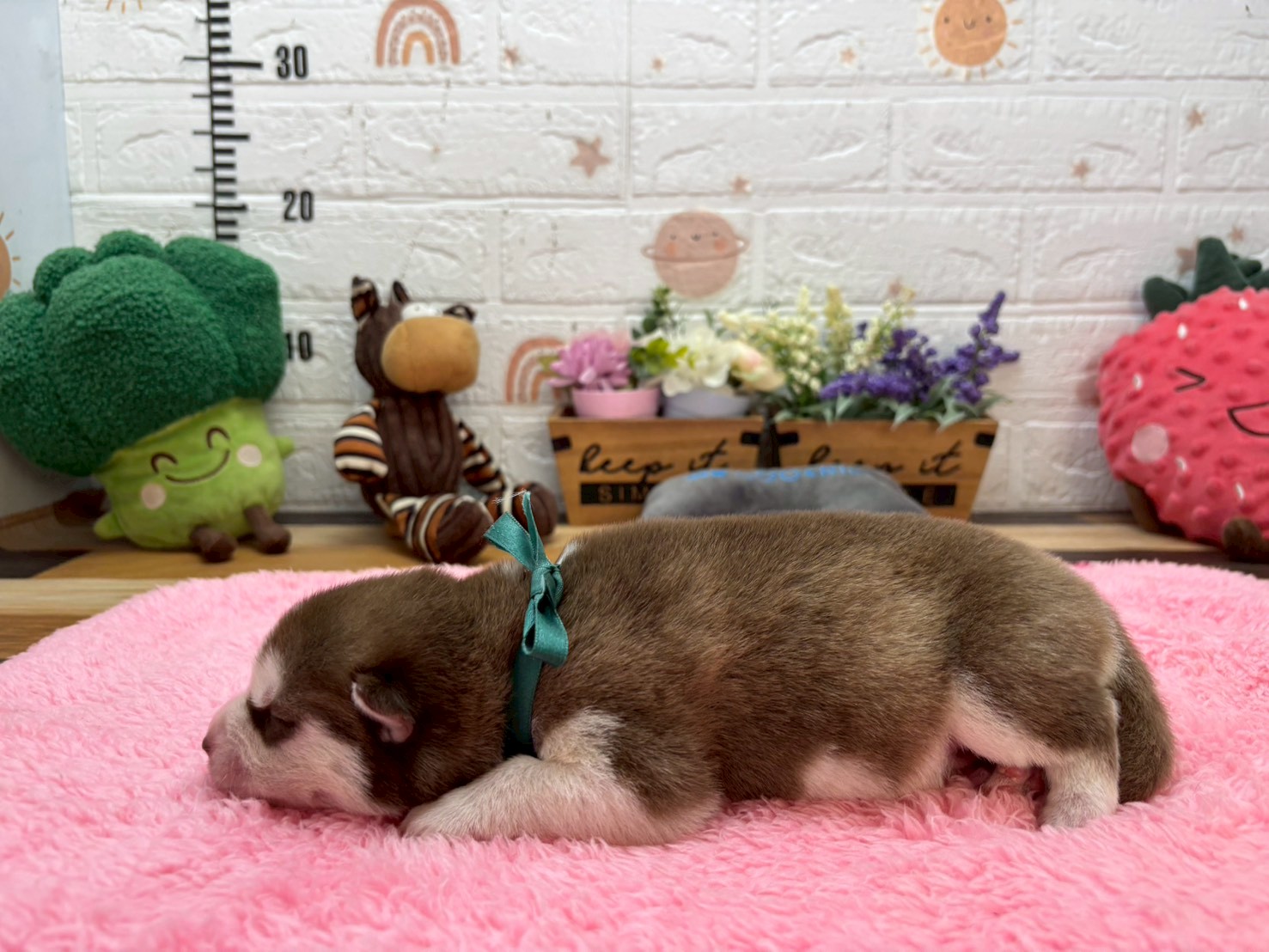 赤ちゃん写真1-2