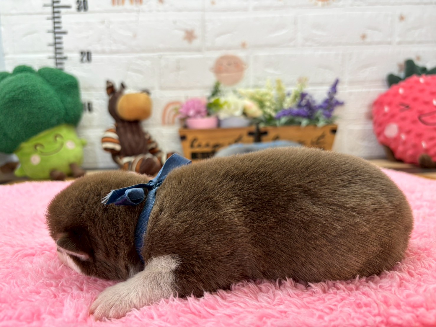 赤ちゃん写真1-2