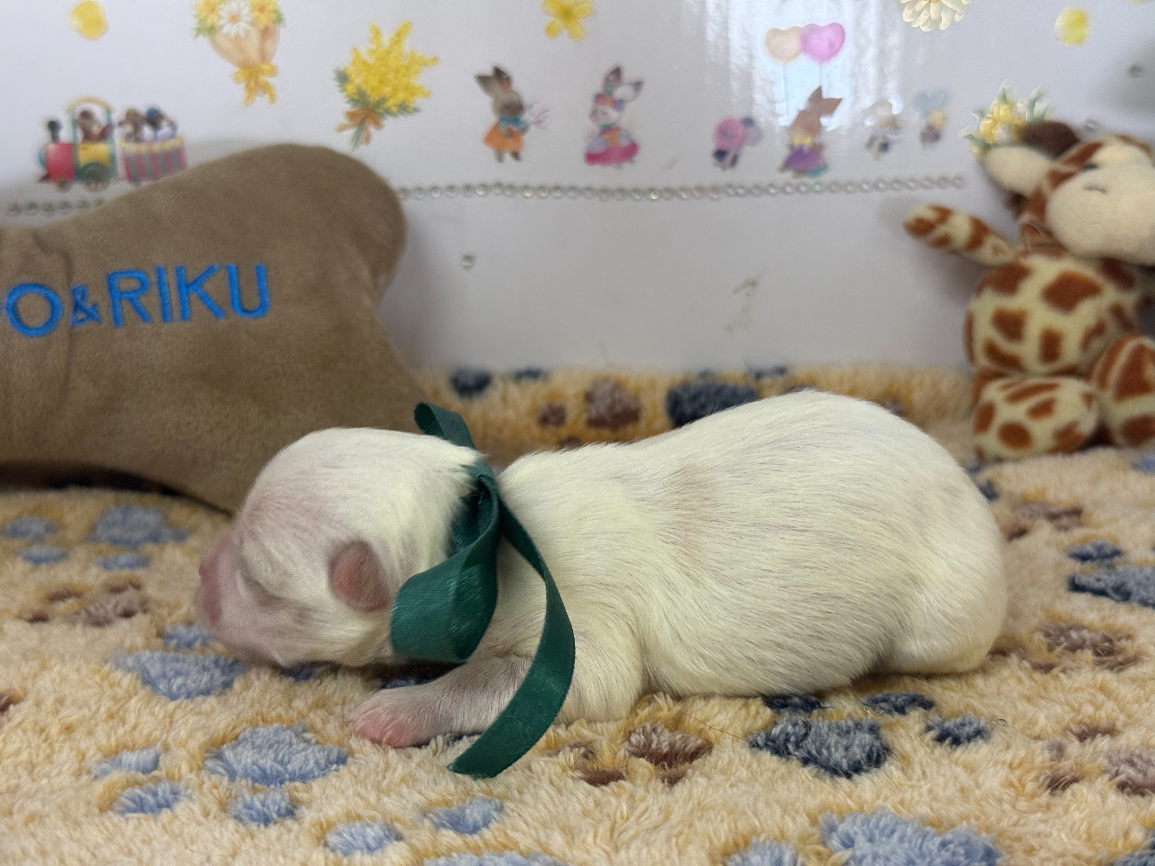 赤ちゃん写真1-2