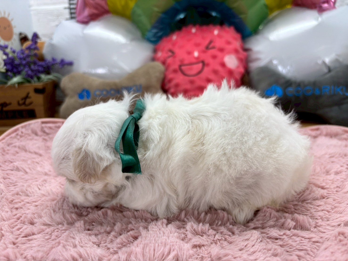 赤ちゃん写真2-2