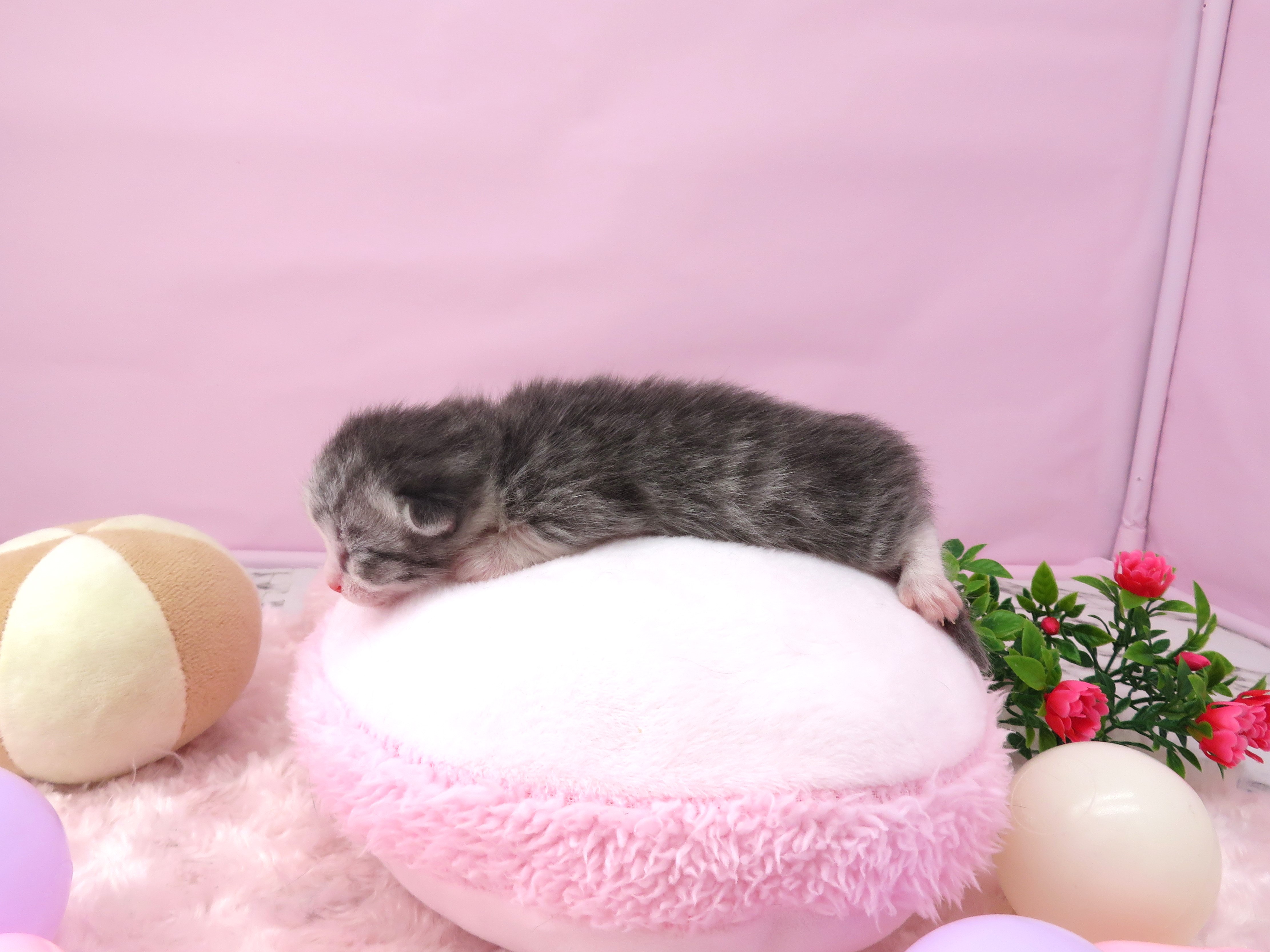 赤ちゃん写真1-2