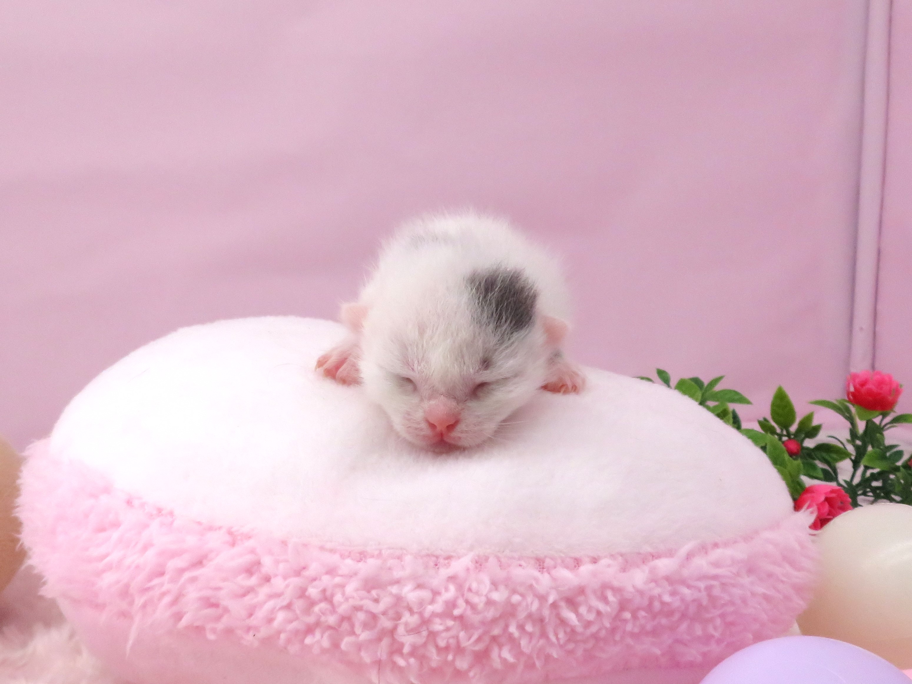 赤ちゃん写真1-1
