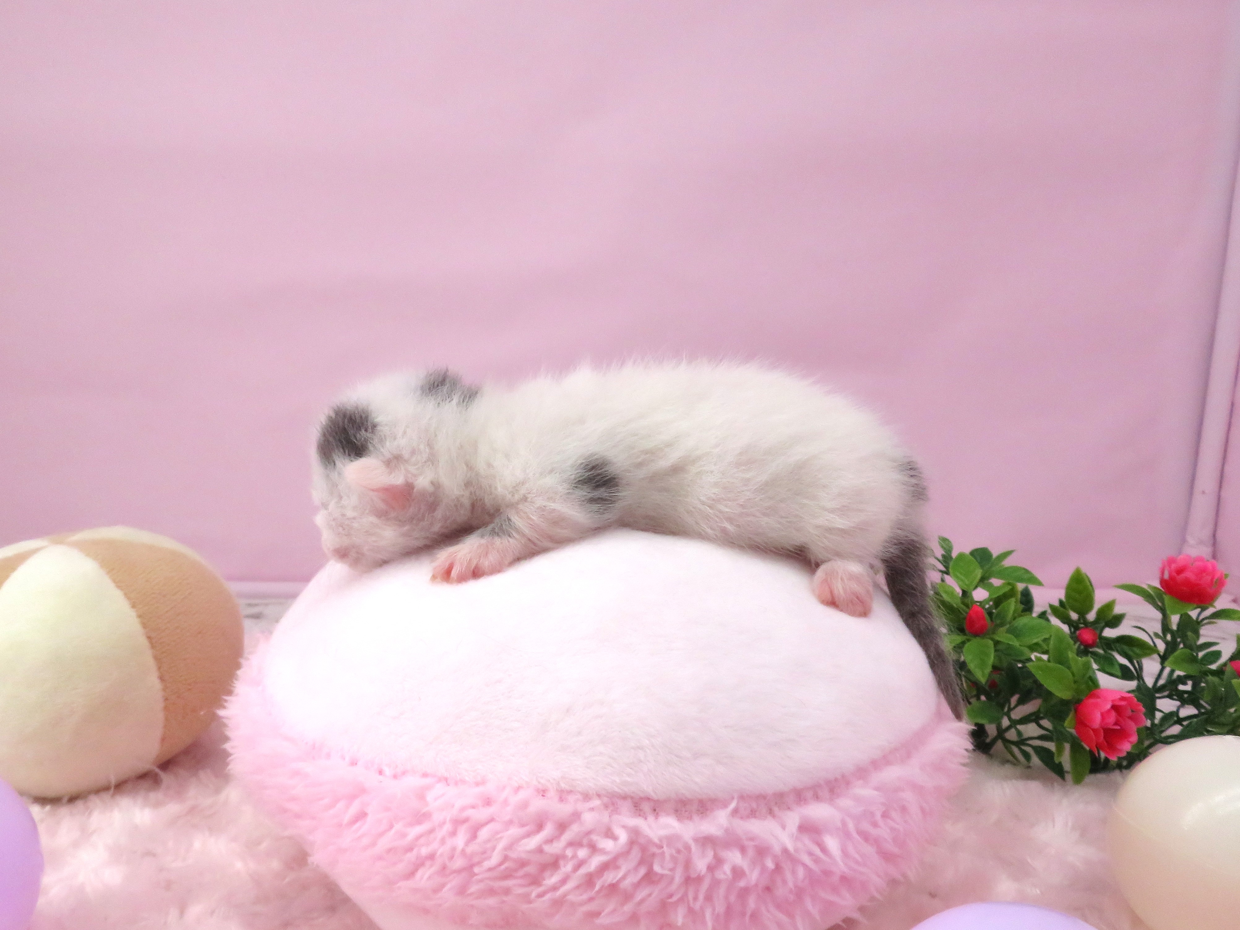 赤ちゃん写真1-2