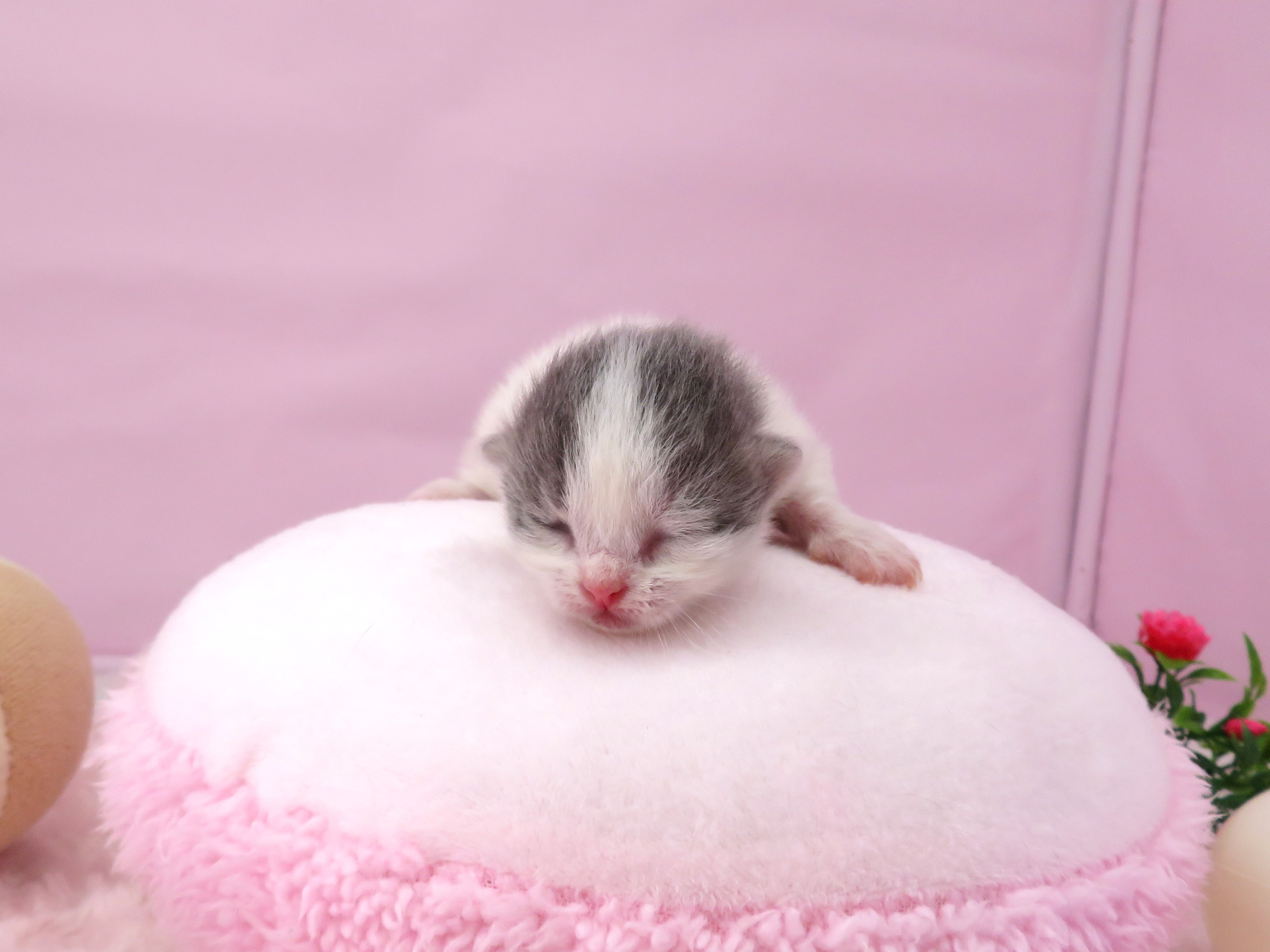 赤ちゃん写真1-1