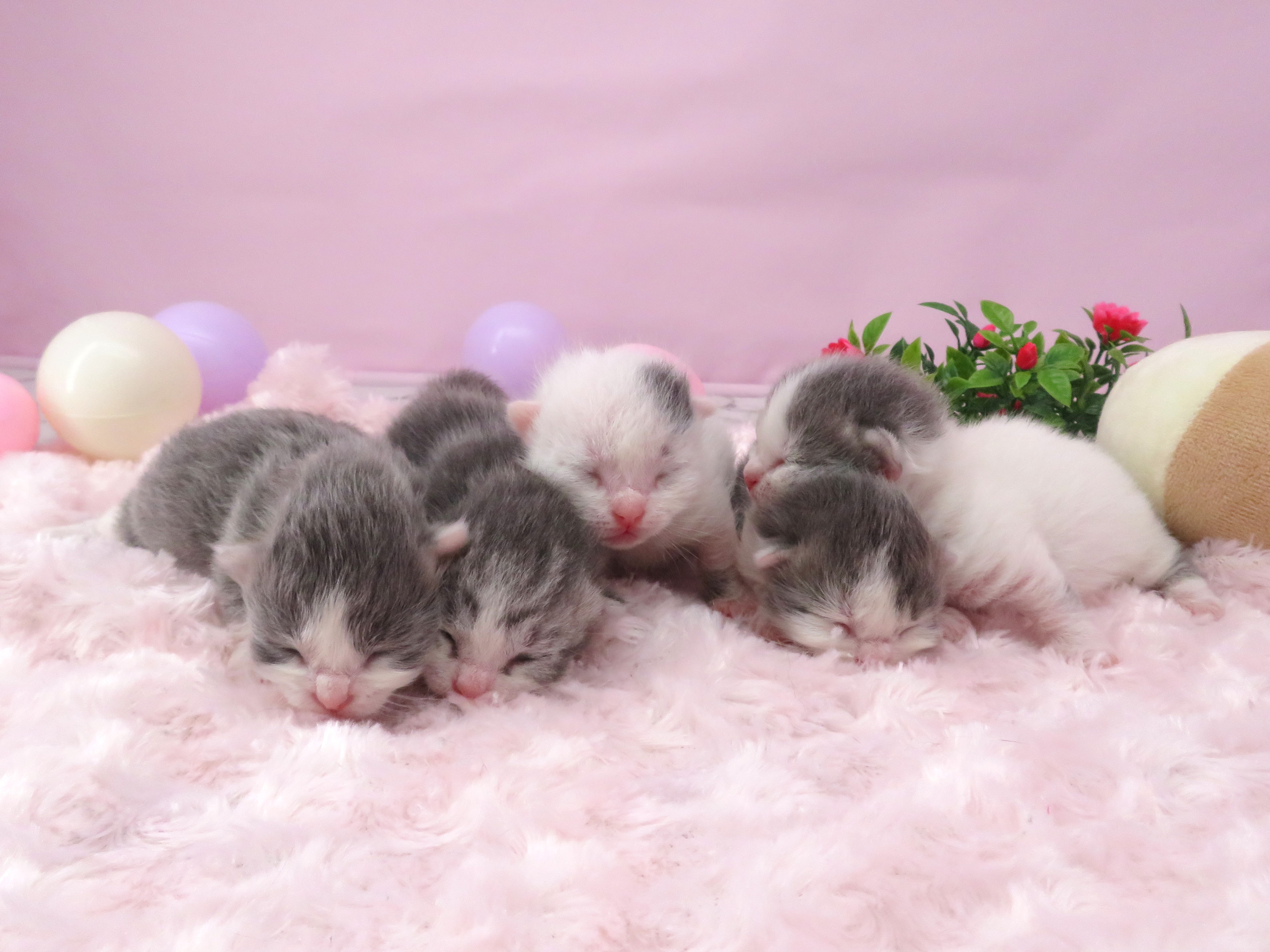 赤ちゃん写真1-3