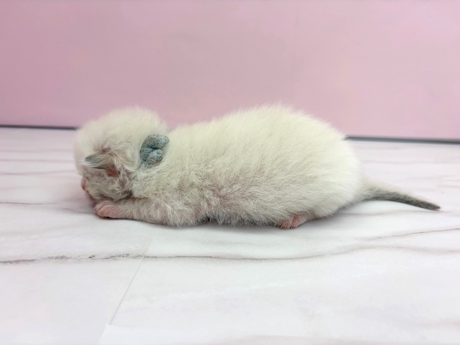 赤ちゃん写真1-2