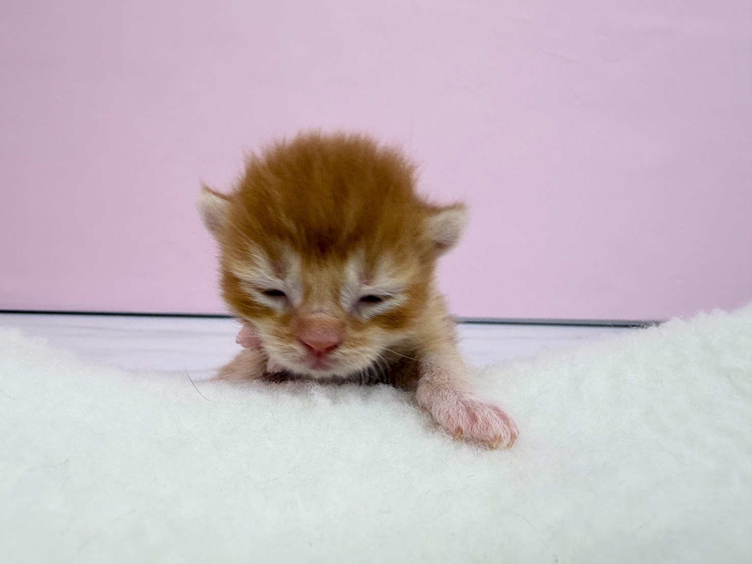 赤ちゃん写真1-1