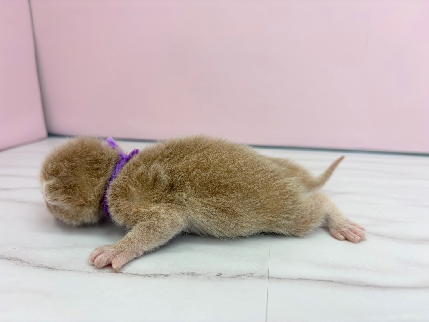 赤ちゃん写真1-2
