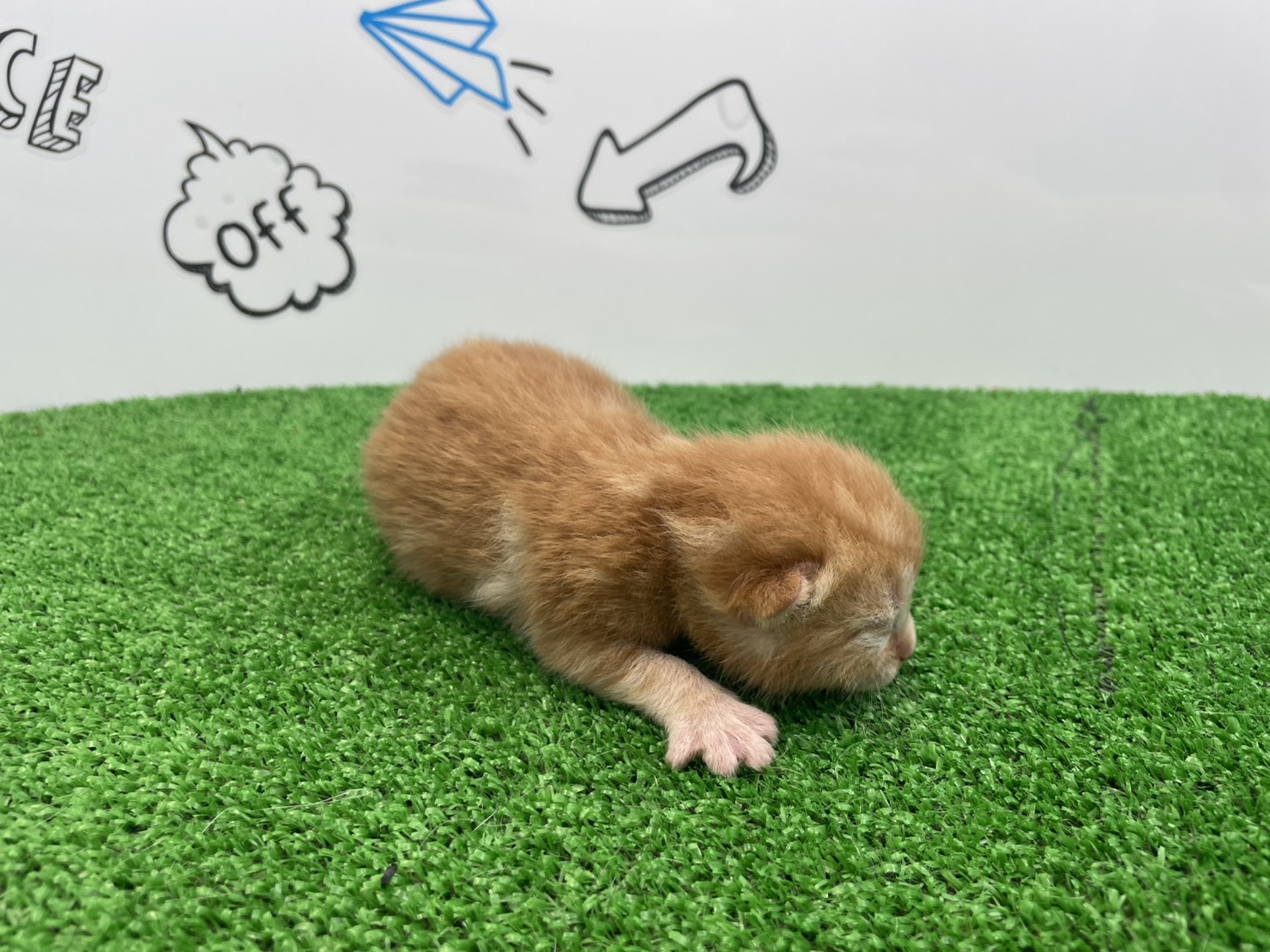 赤ちゃん写真1-2