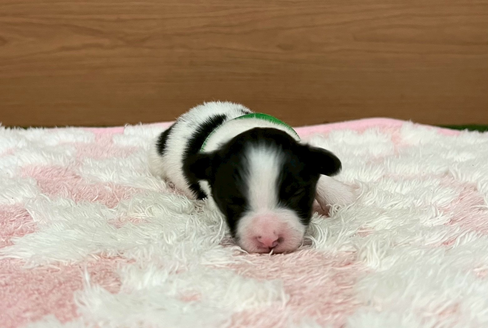 赤ちゃん写真1-1