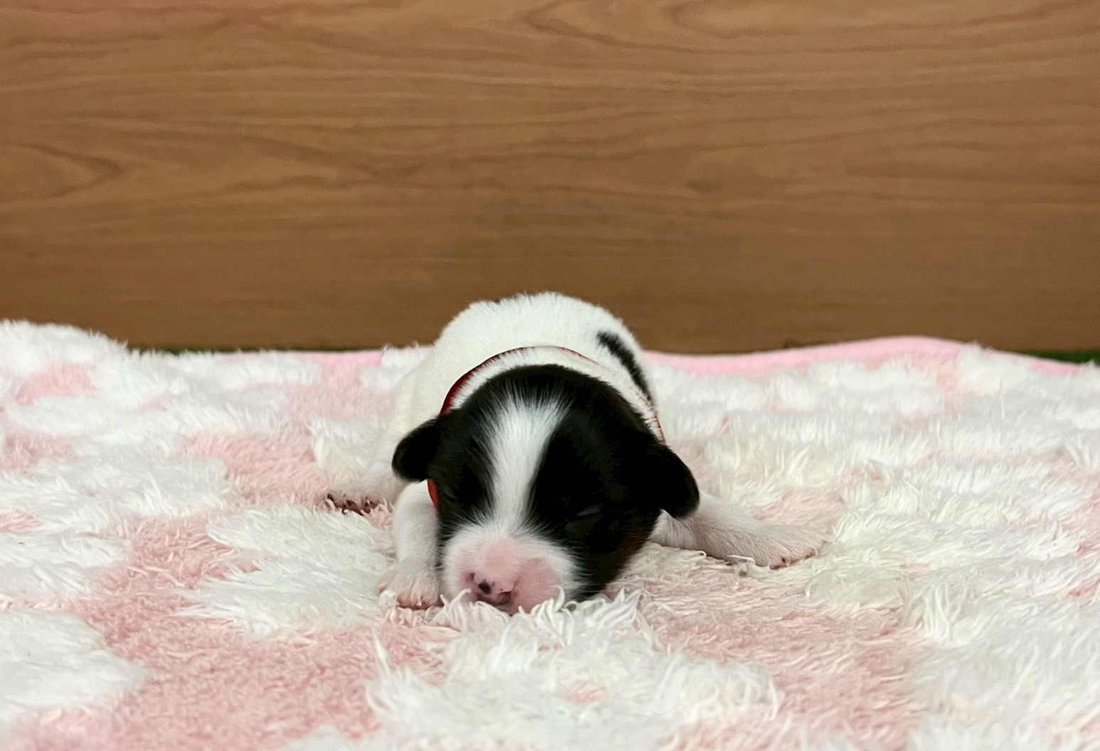 赤ちゃん写真1-1