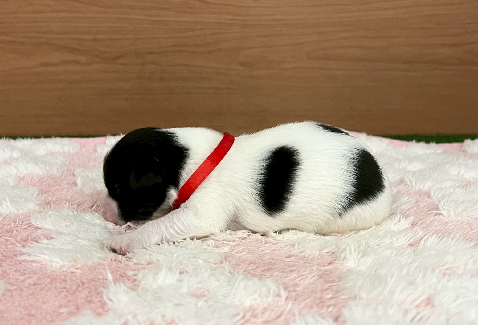 赤ちゃん写真1-2