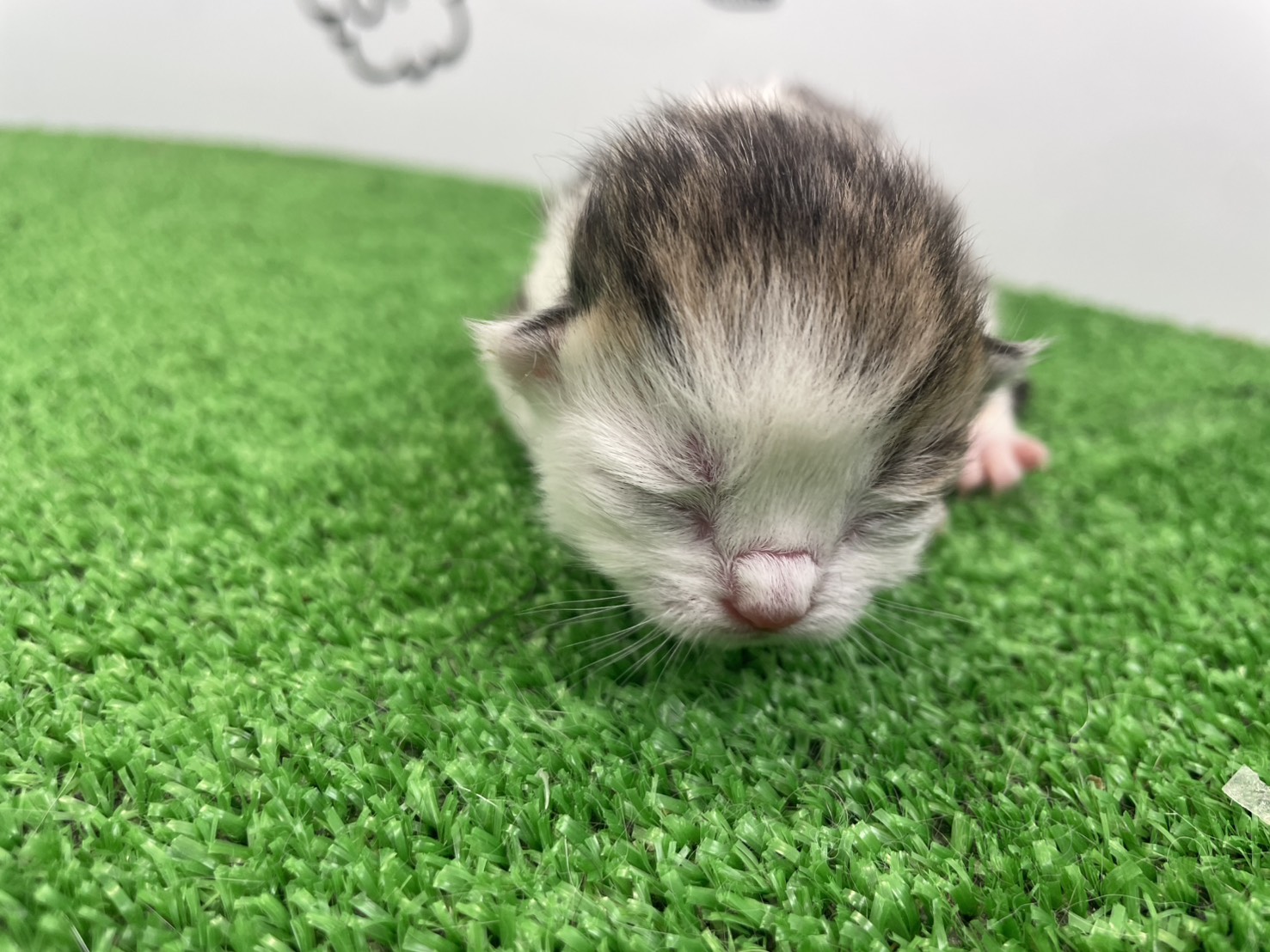 赤ちゃん写真1-1