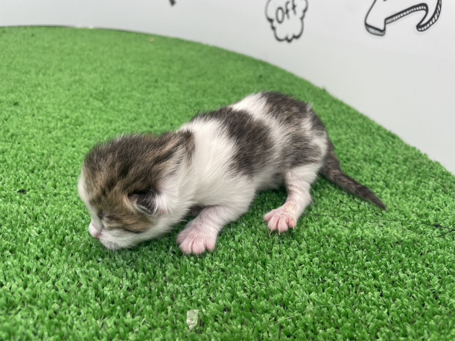 赤ちゃん写真1-2
