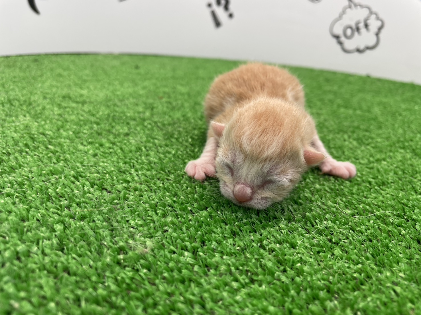 赤ちゃん写真1-1