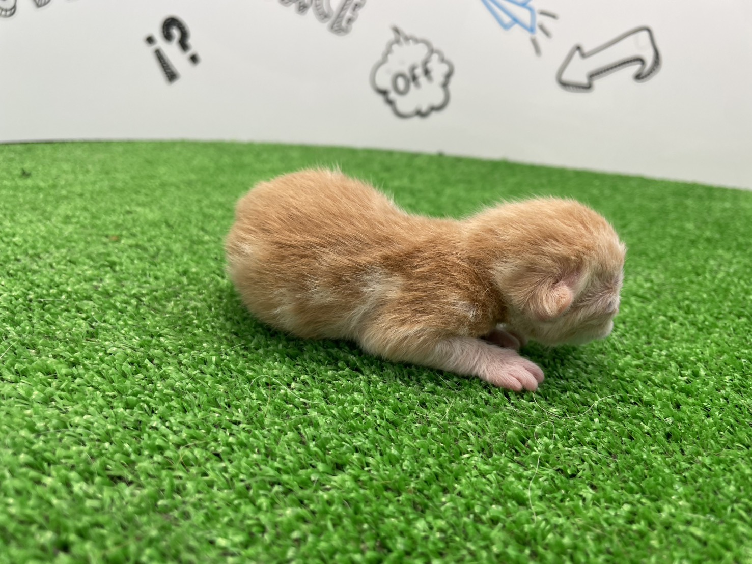 赤ちゃん写真1-2